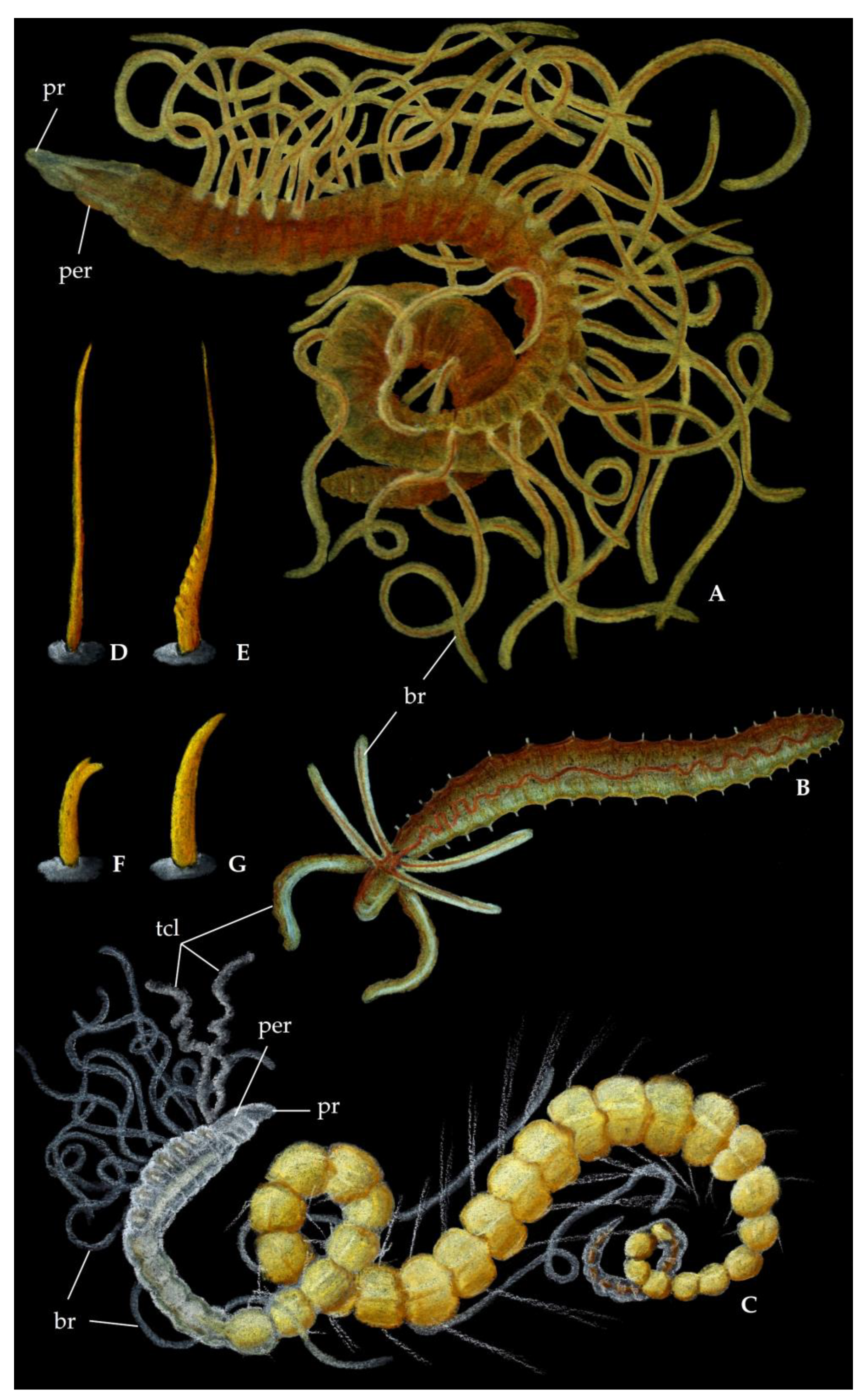 Diversity 13 00132 g004