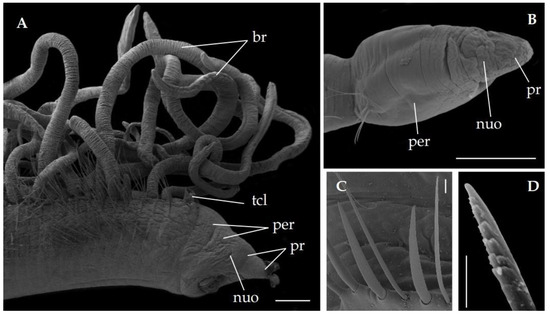 Diversity 13 00132 g005