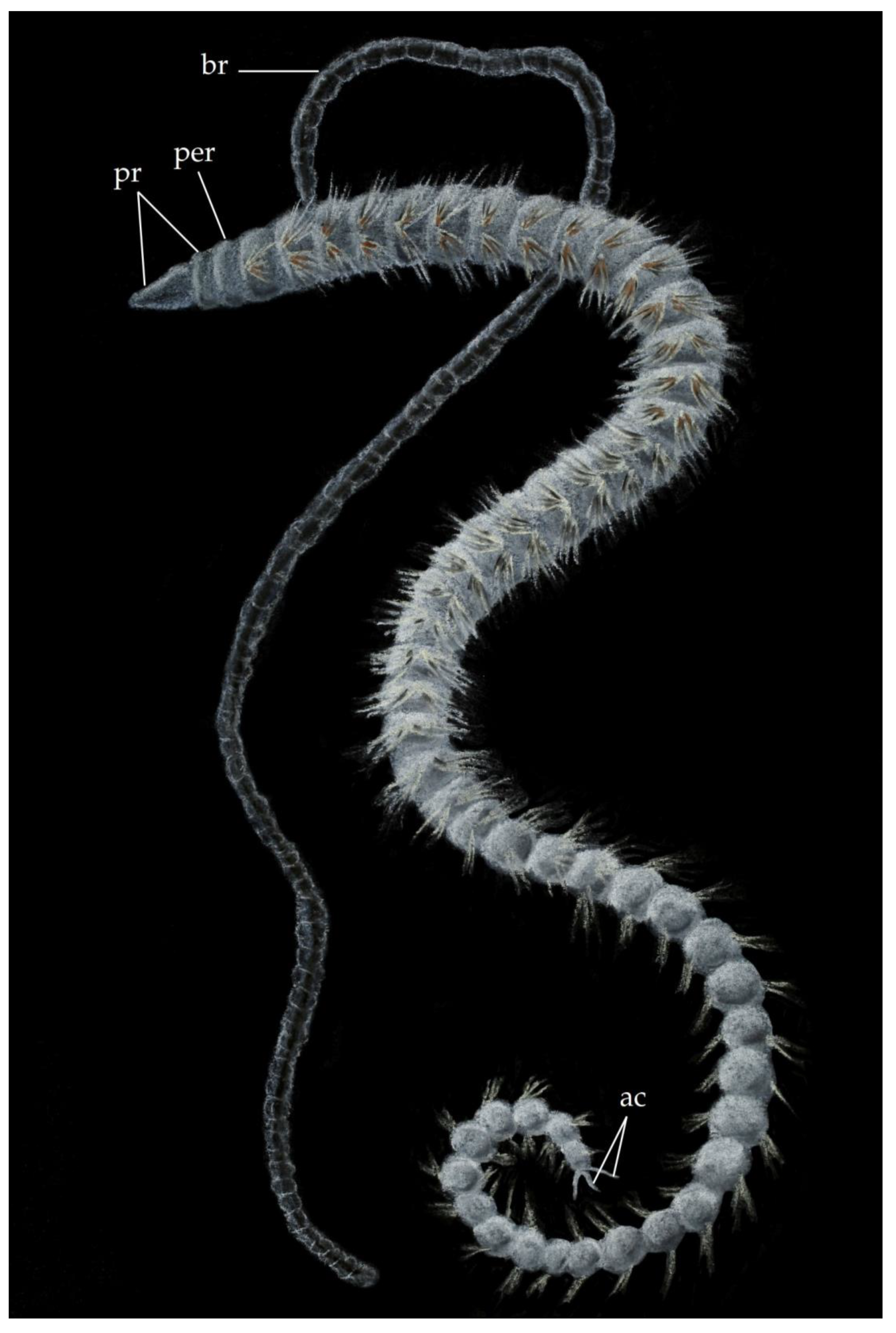 Diversity 13 00132 g006