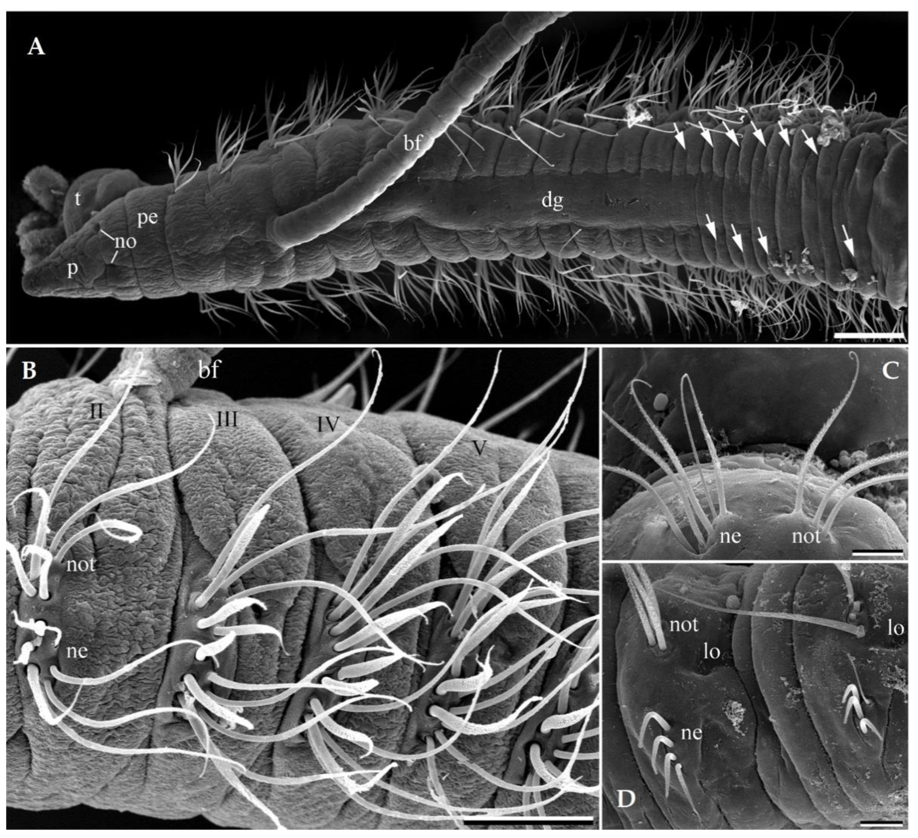 Diversity 13 00132 g007