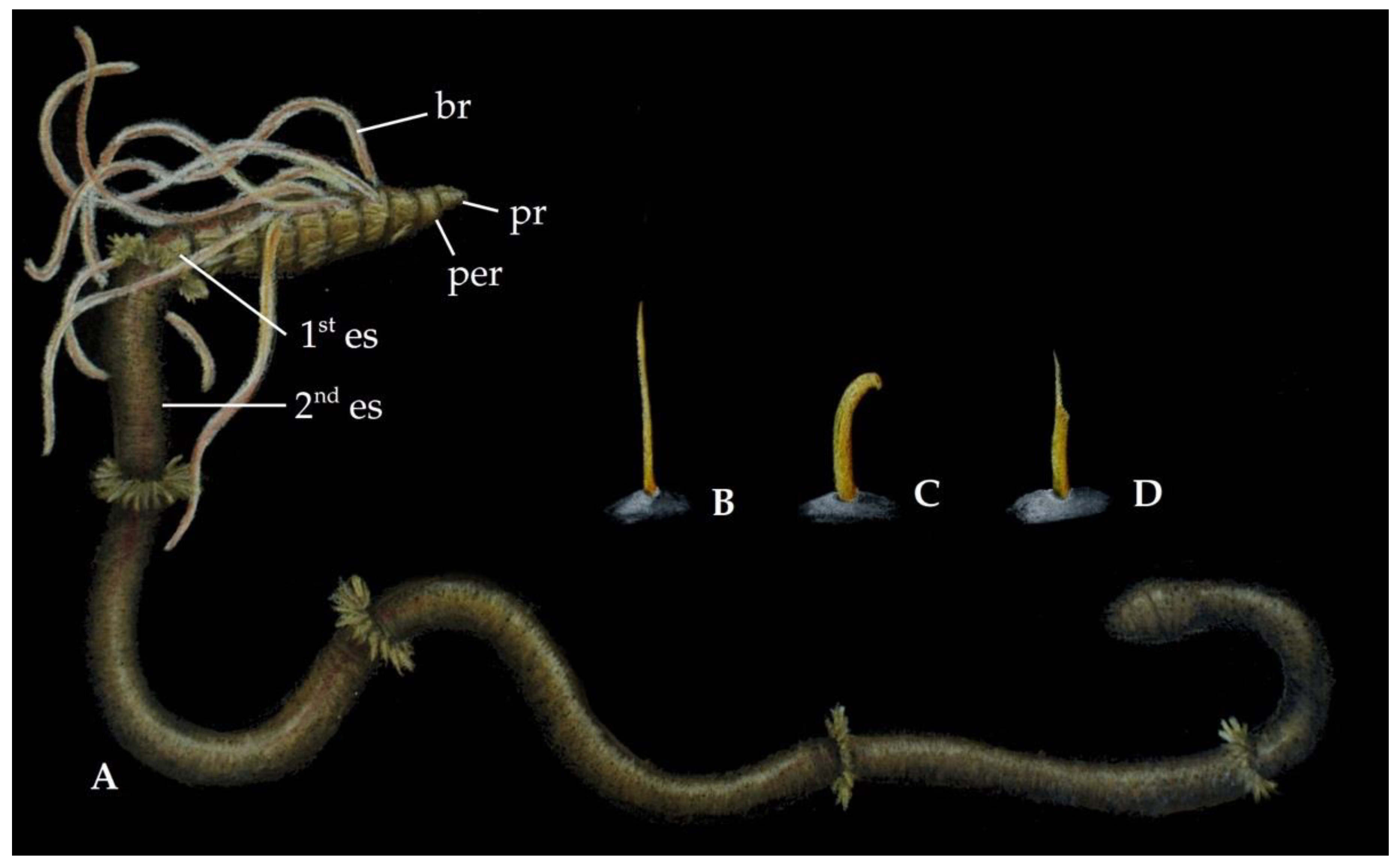 Diversity 13 00132 g008