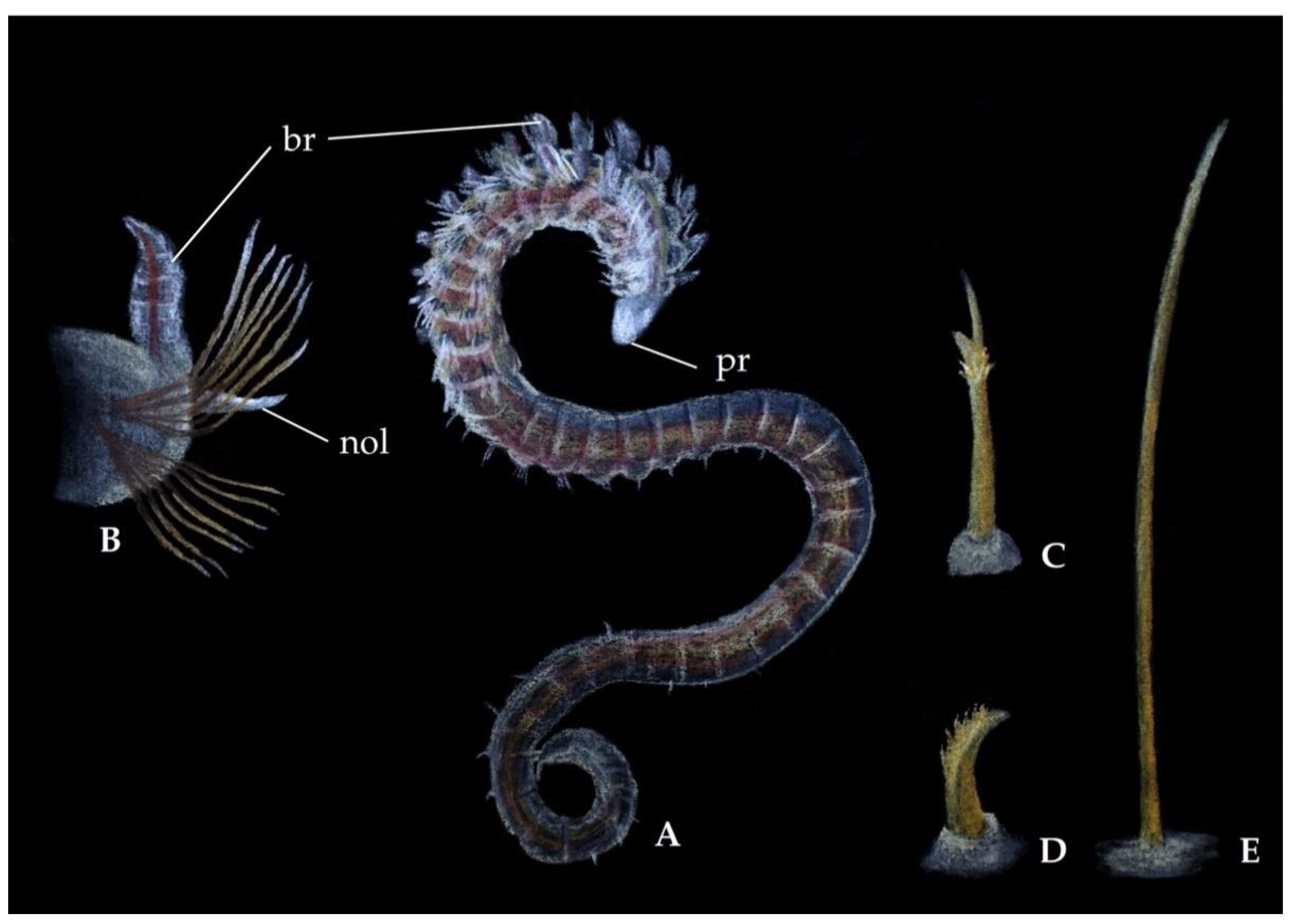 Diversity 13 00132 g009