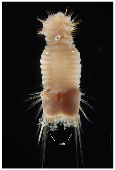 Diversity 13 00132 g011