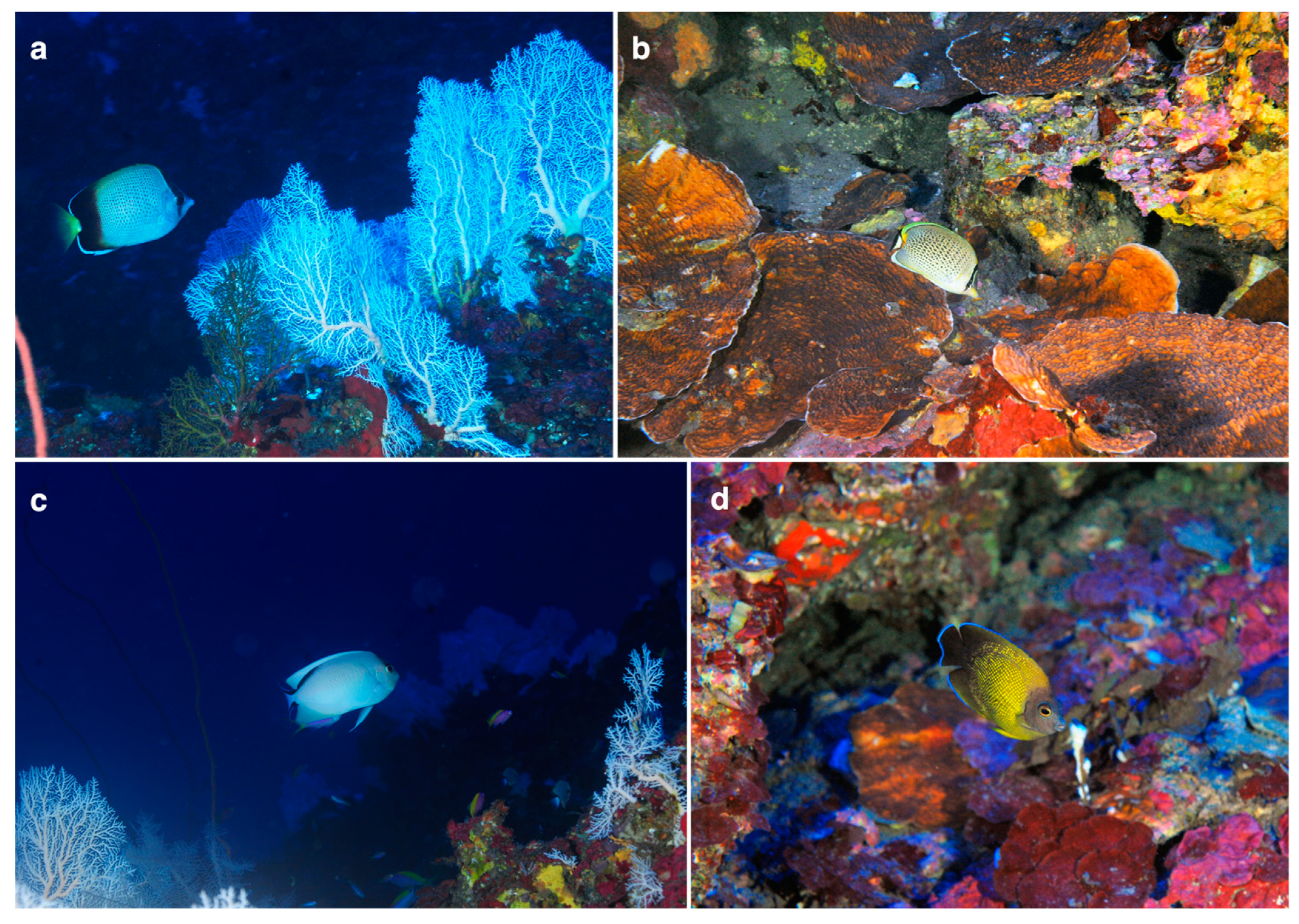 Diversity 13 00141 g002