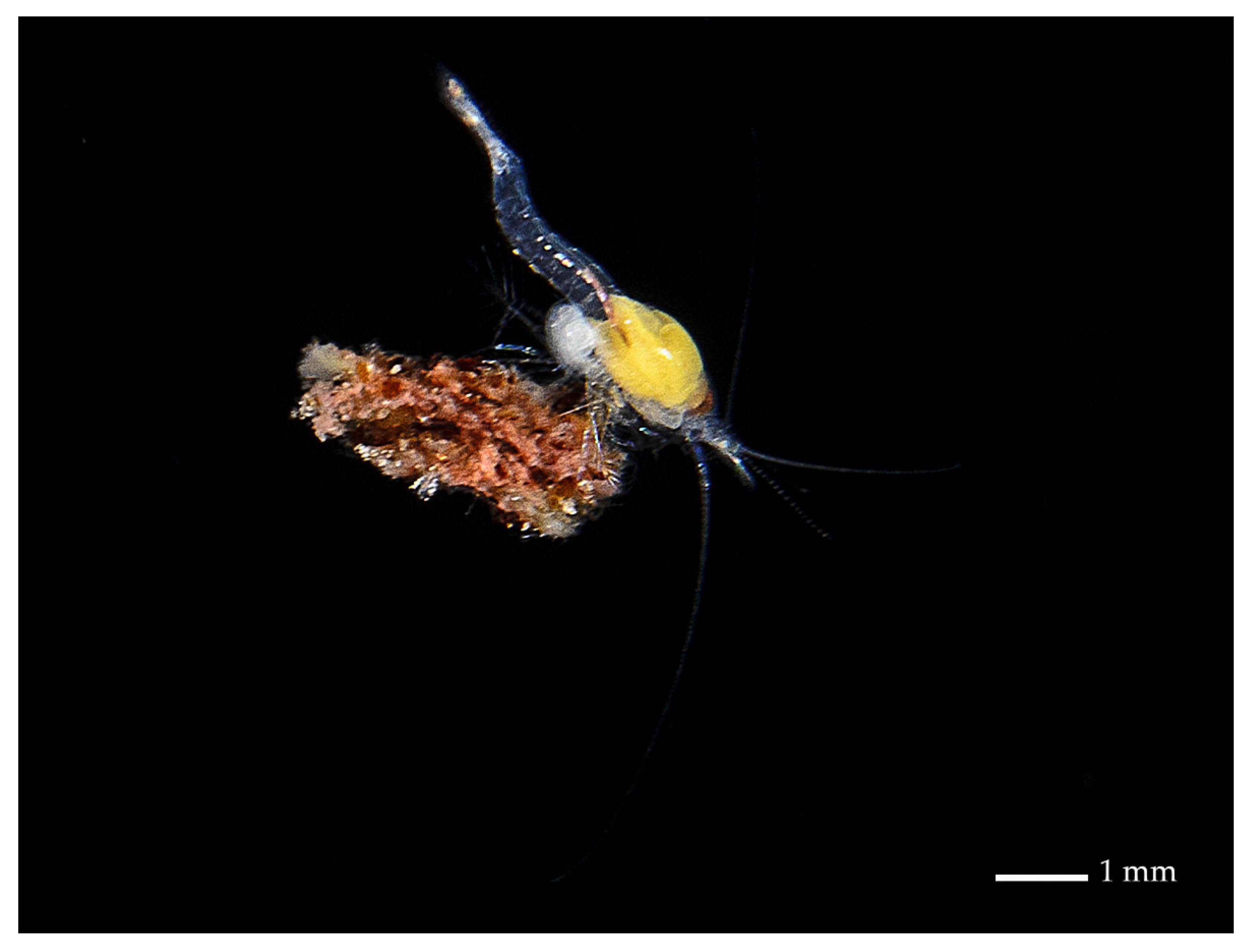 Diversity 13 00154 g001