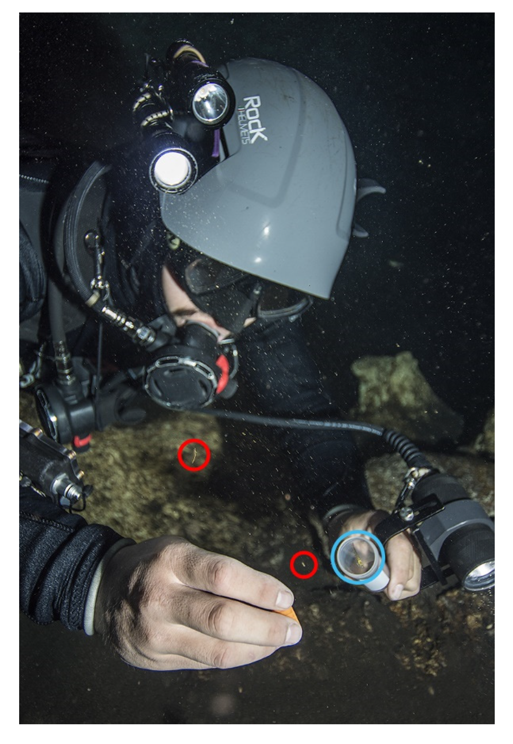 Diversity 13 00154 g003