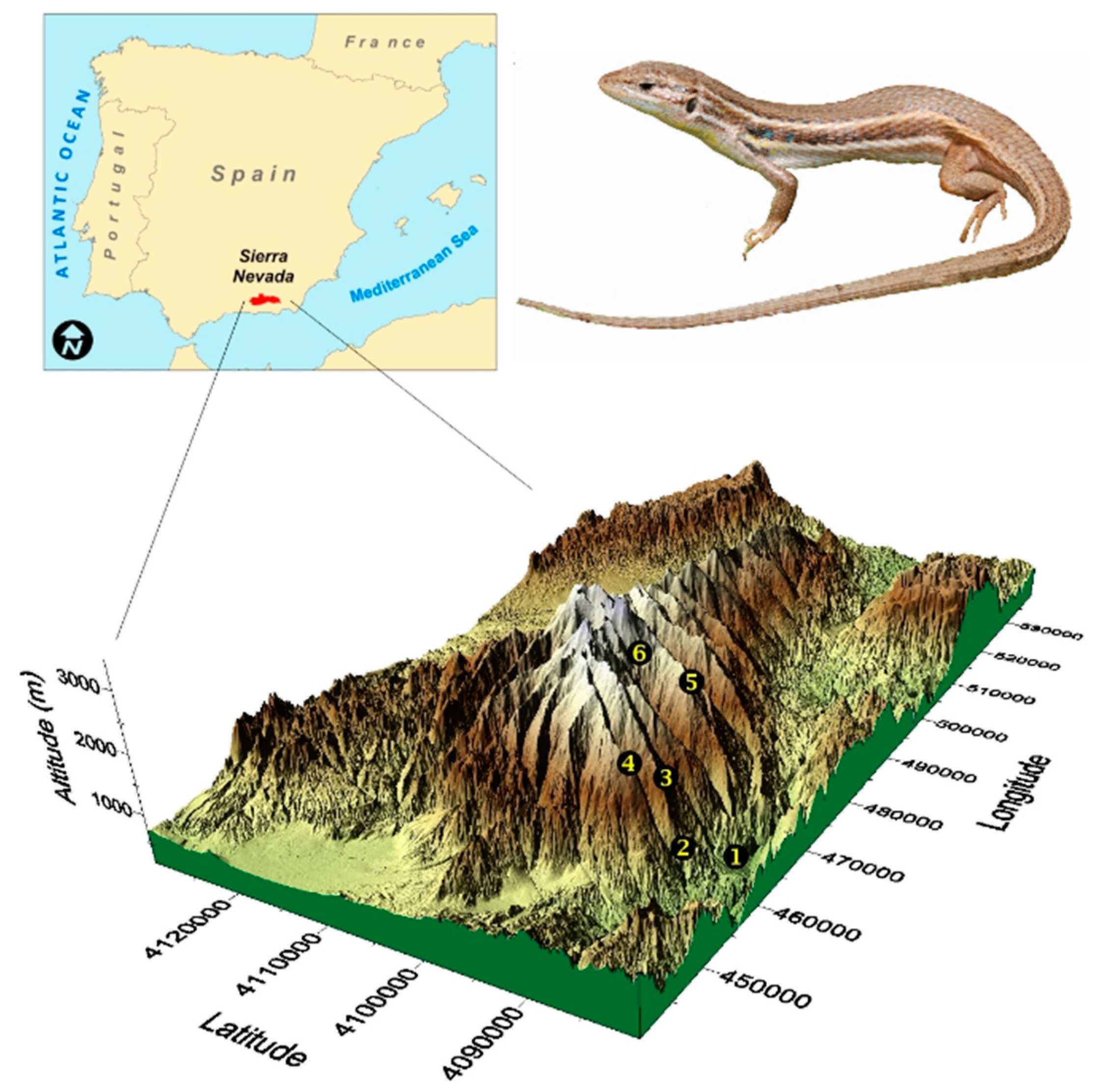 Diversity 13 00158 g001