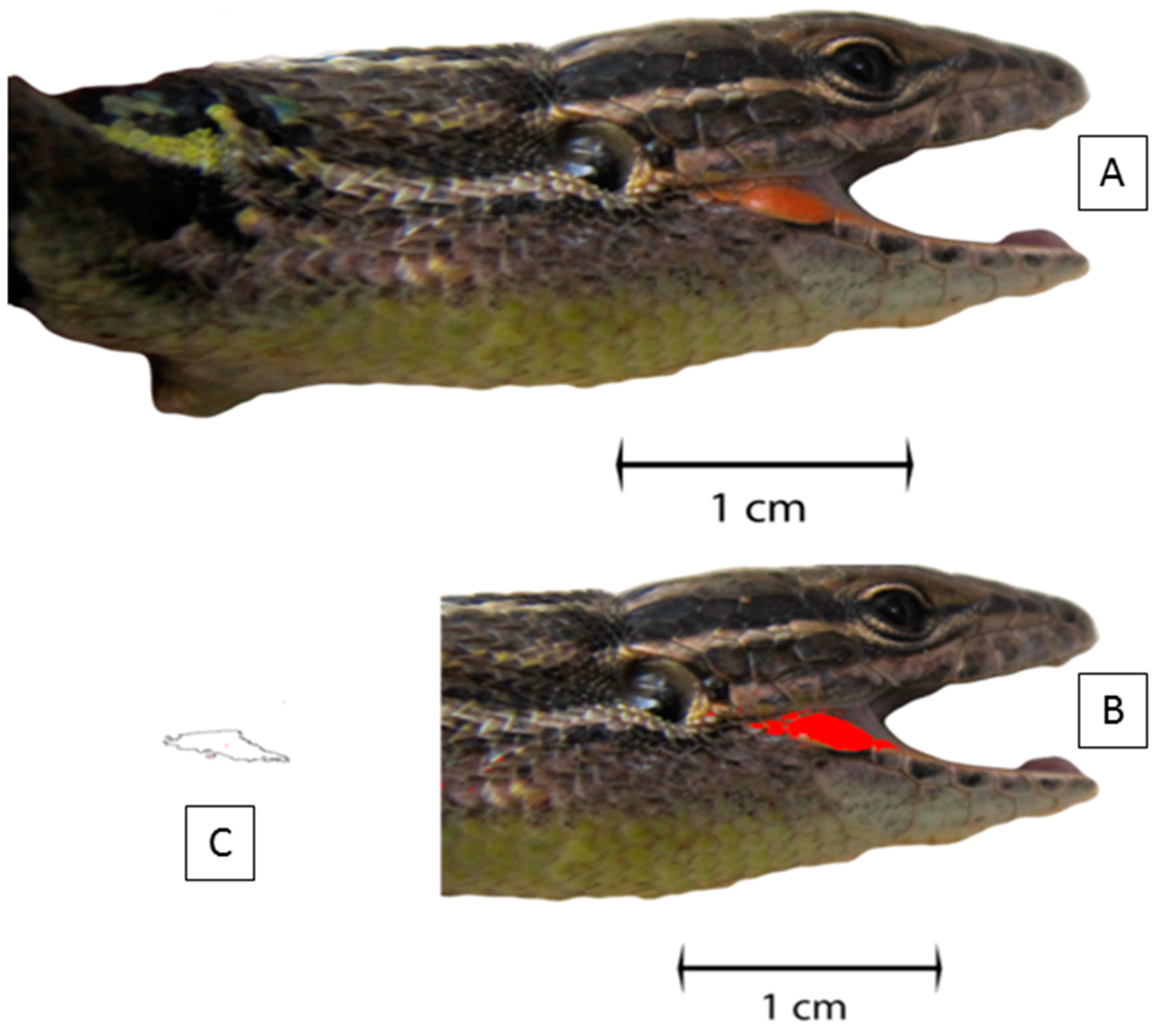 Diversity 13 00158 g002