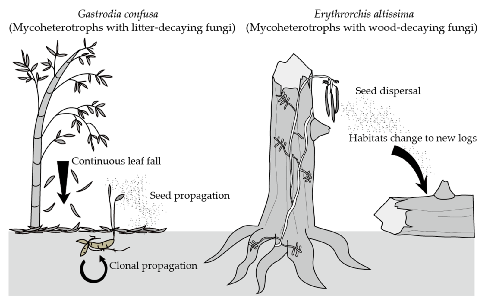 Diversity 13 00161 g001