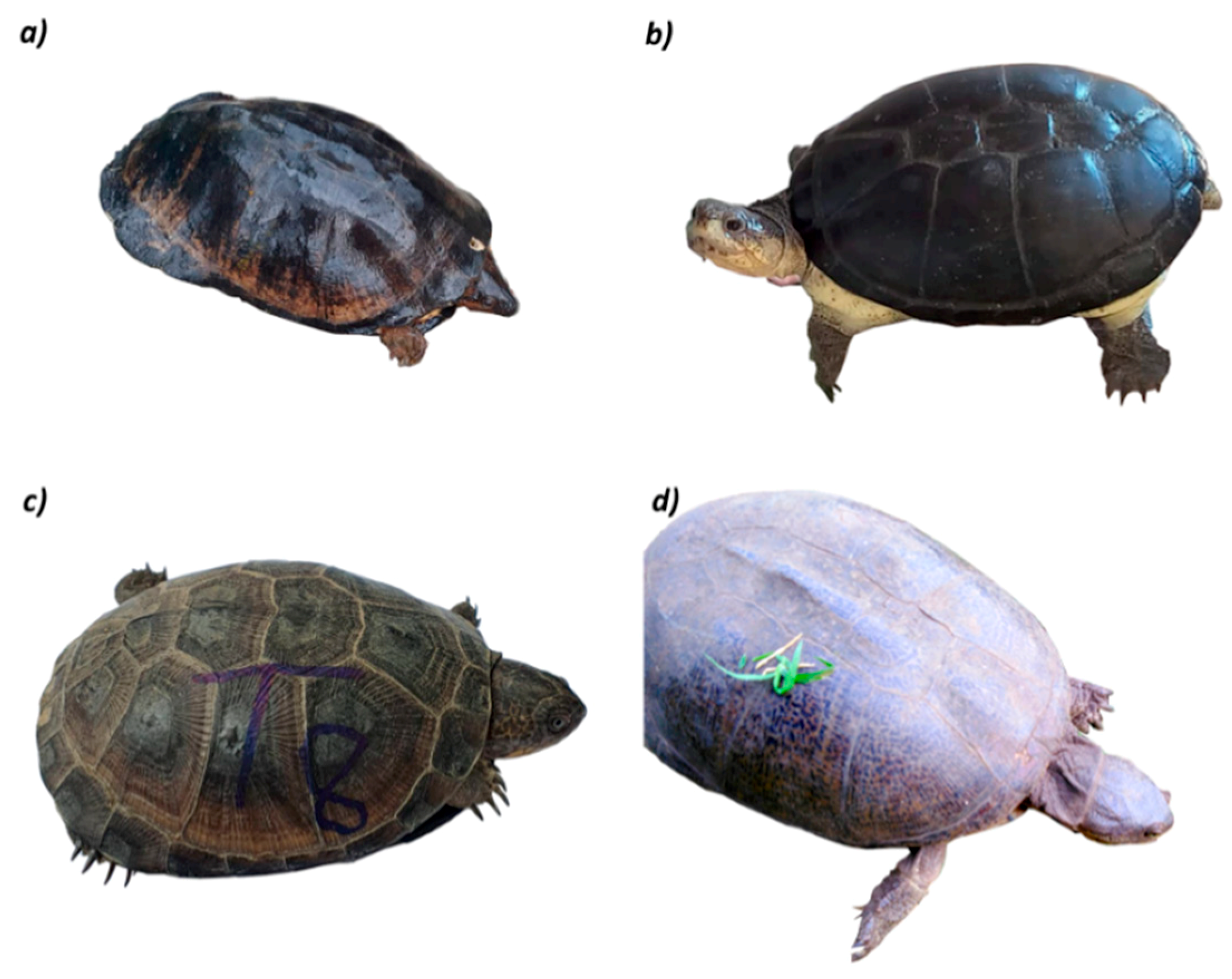 Diversity 13 00165 g001