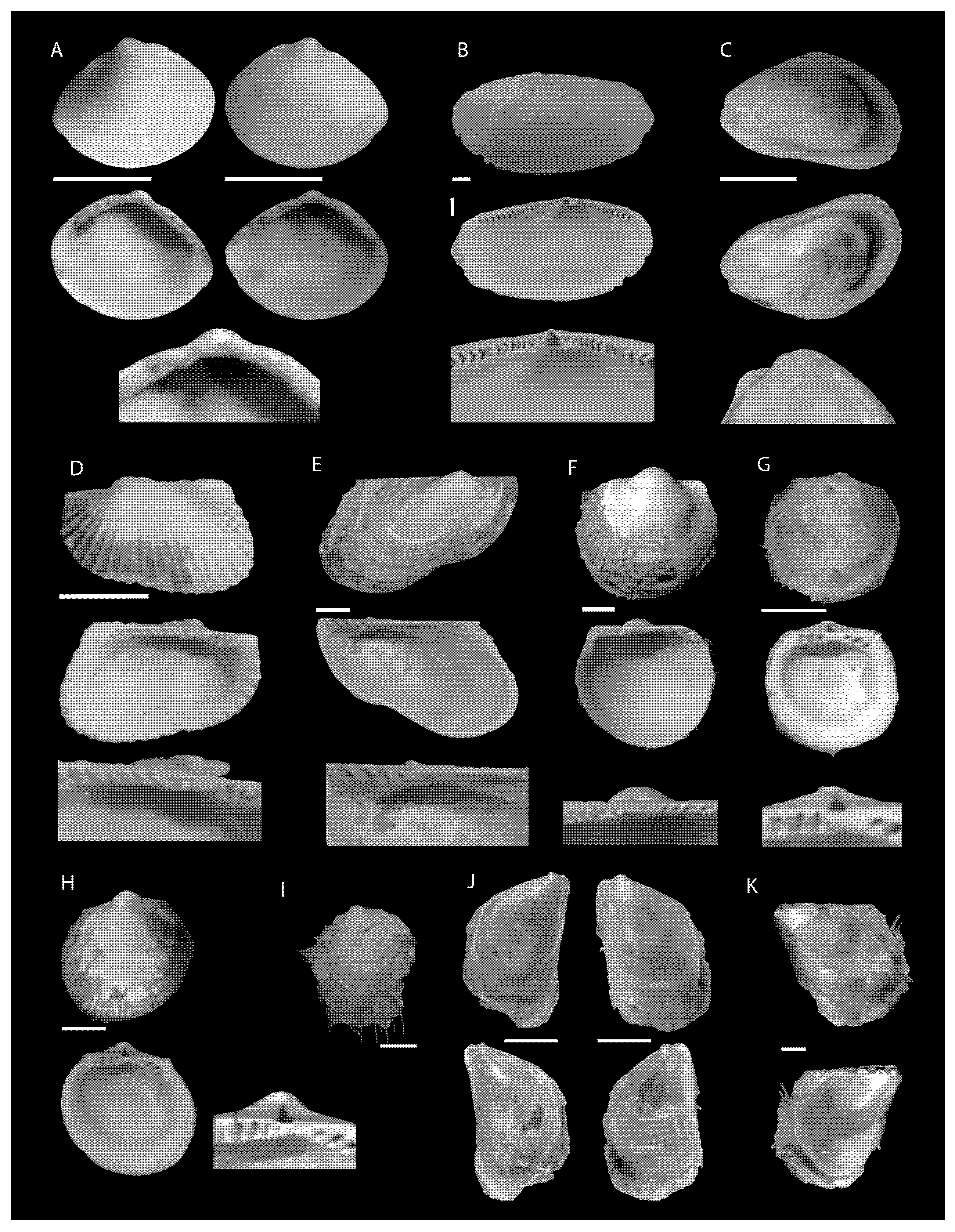 Diversity 13 00166 g003