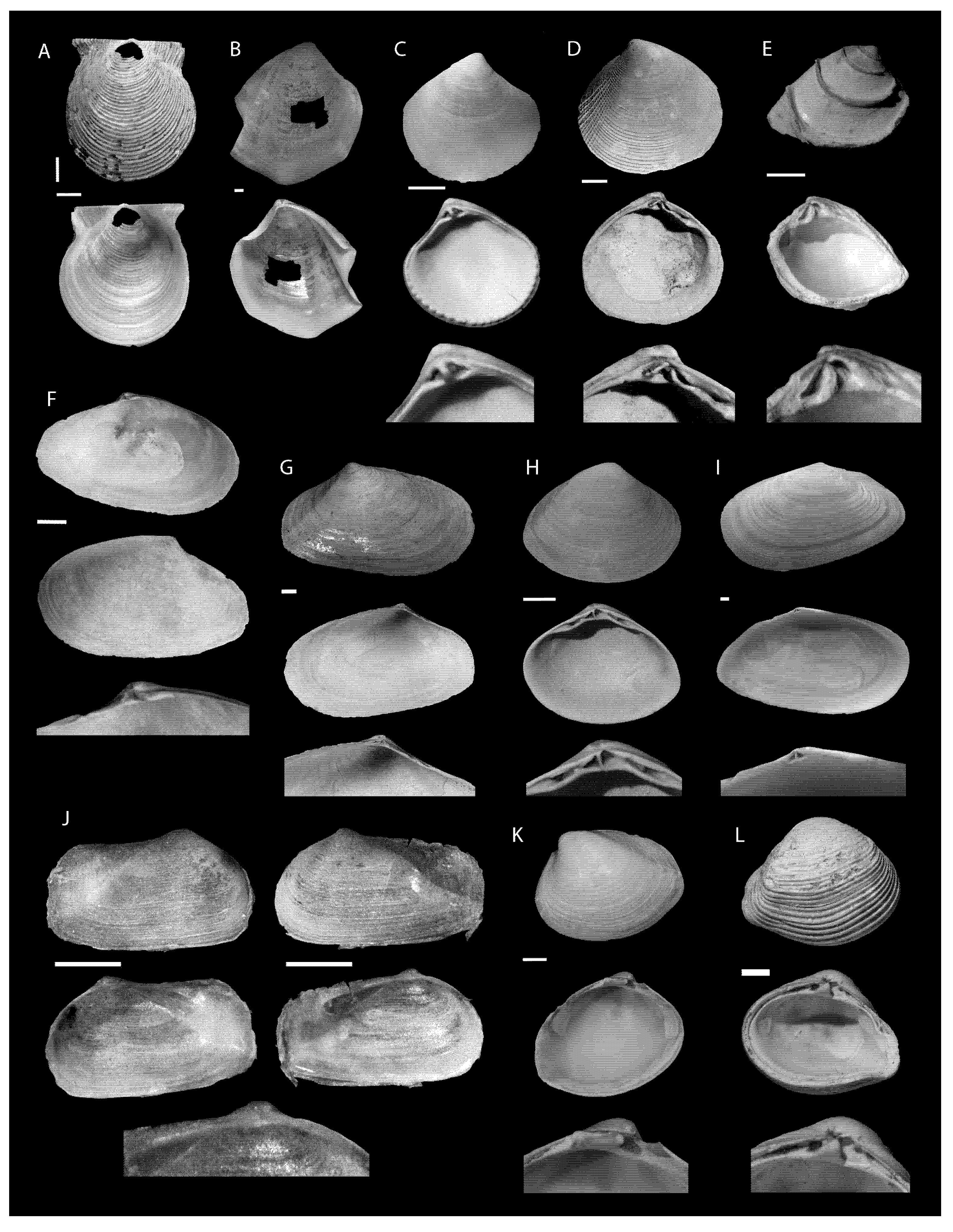 Diversity 13 00166 g004