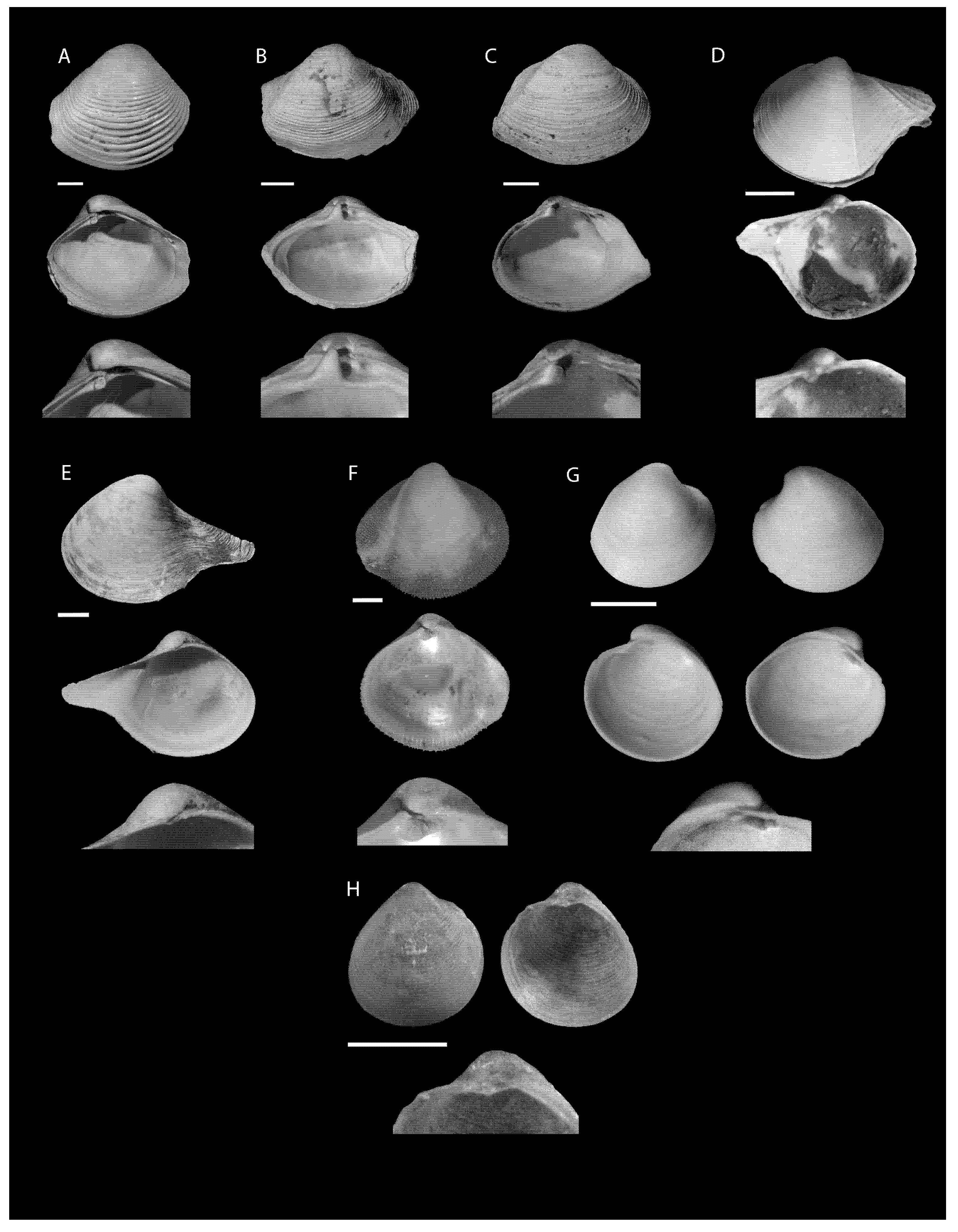 Diversity 13 00166 g005