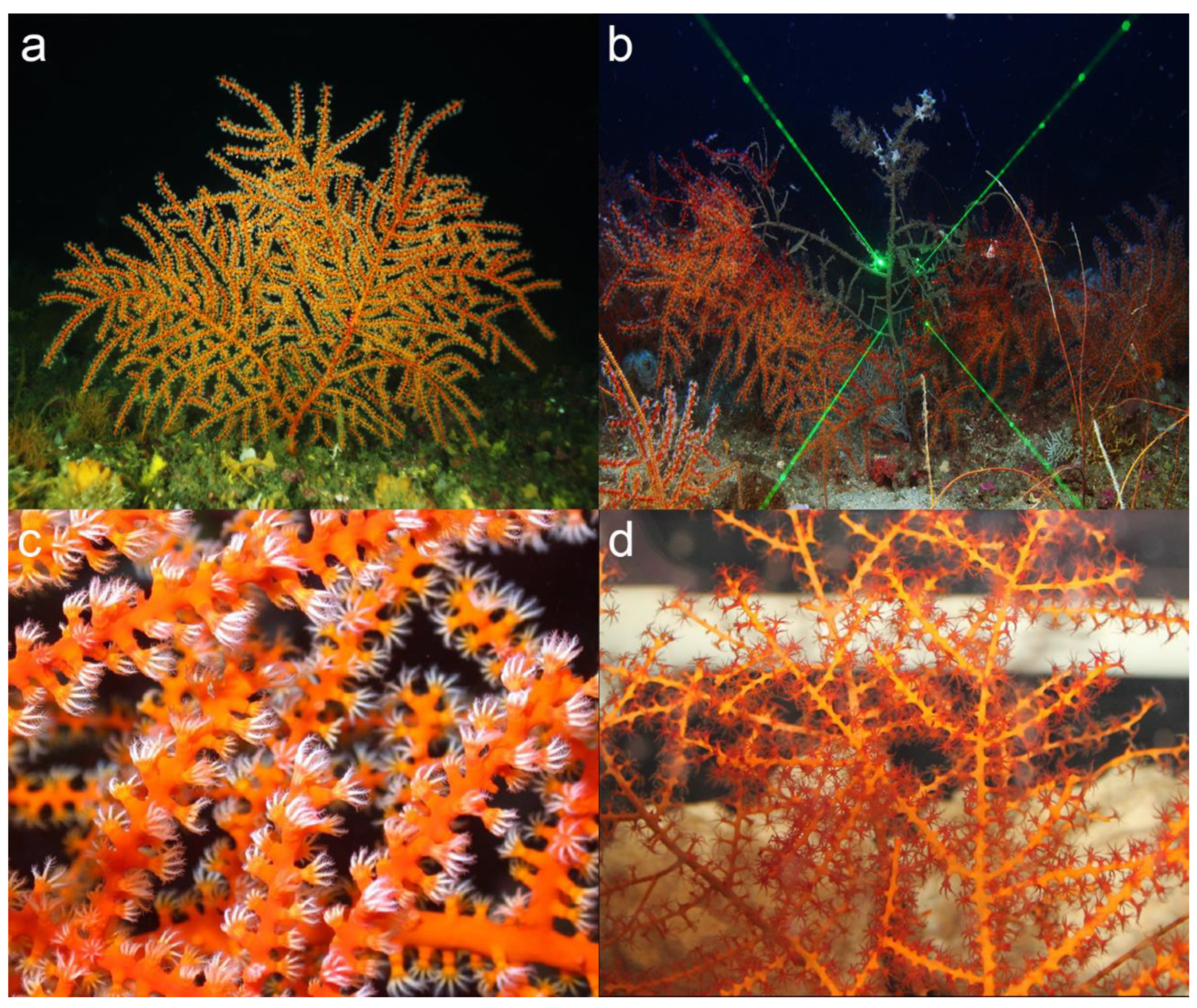 Diversity 13 00172 g001