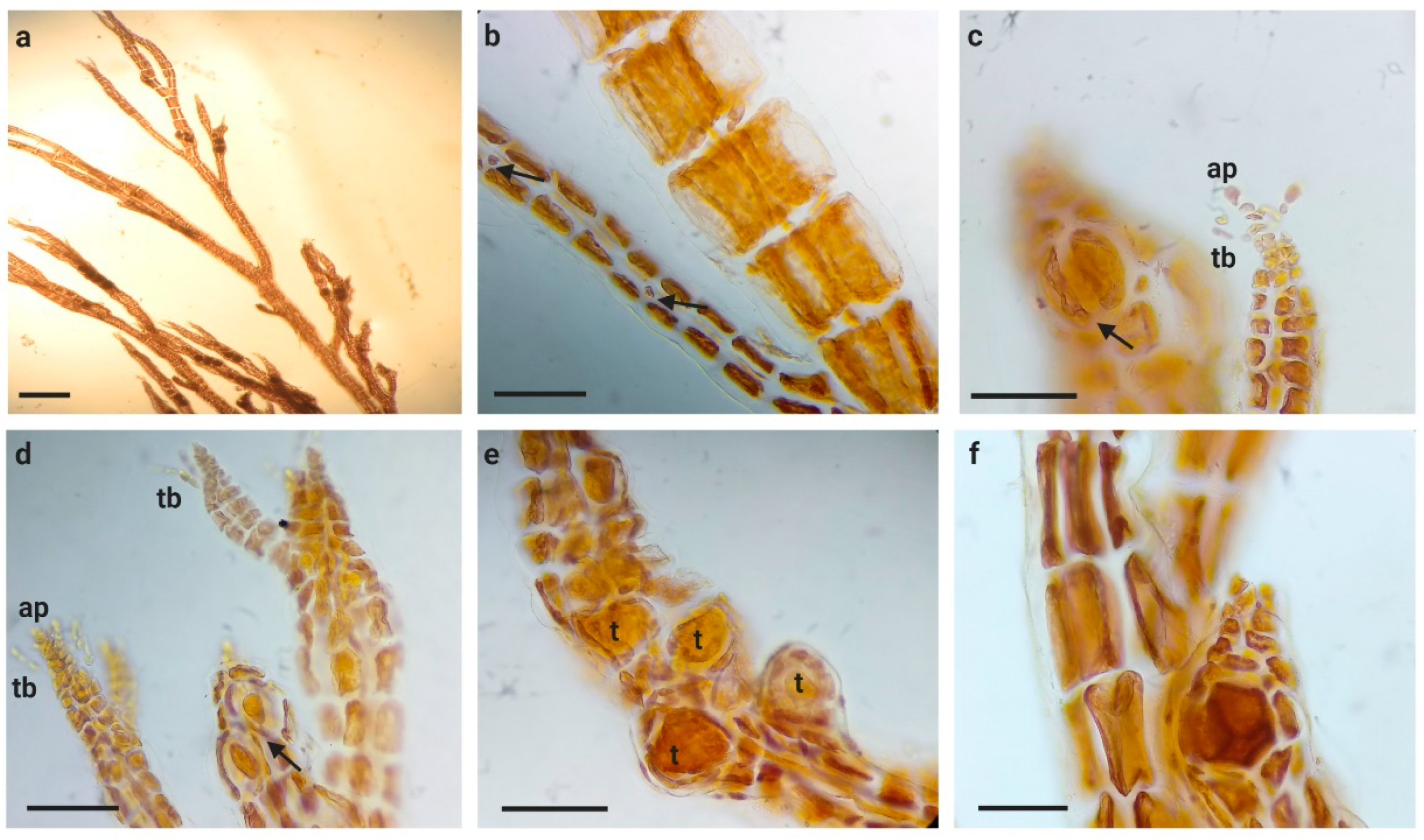 Diversity 13 00176 g001