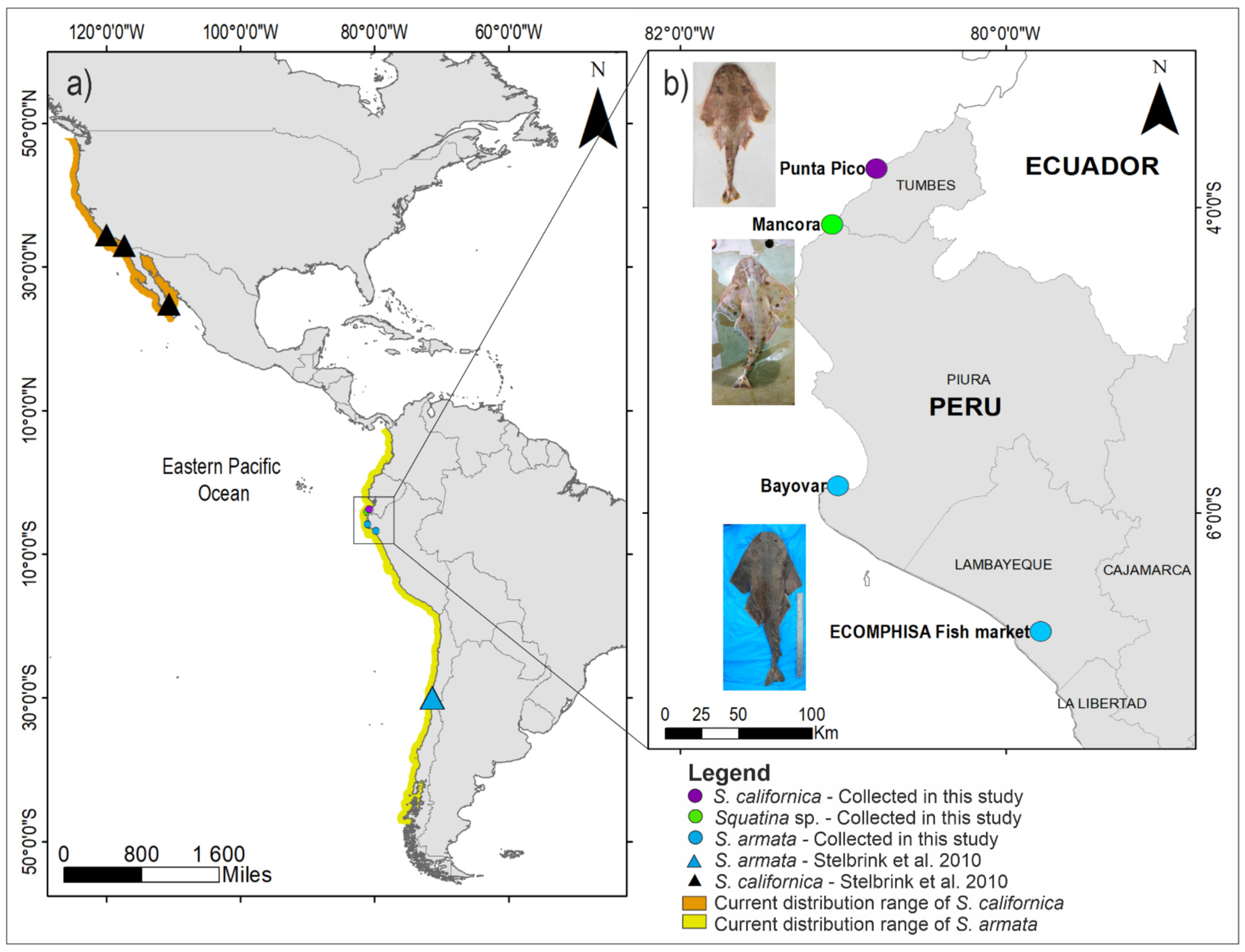Diversity 13 00177 g001