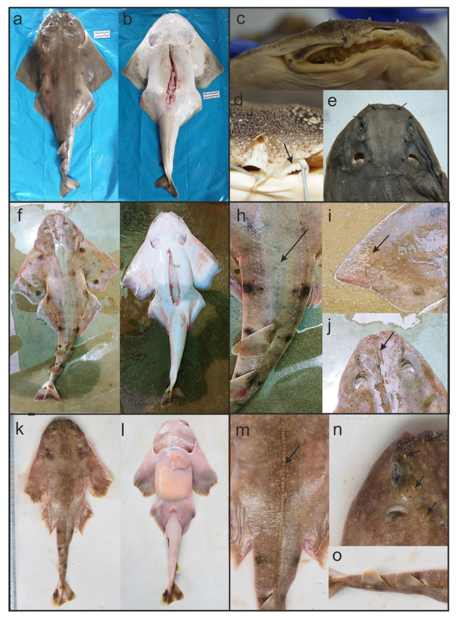 Diversity 13 00177 g002