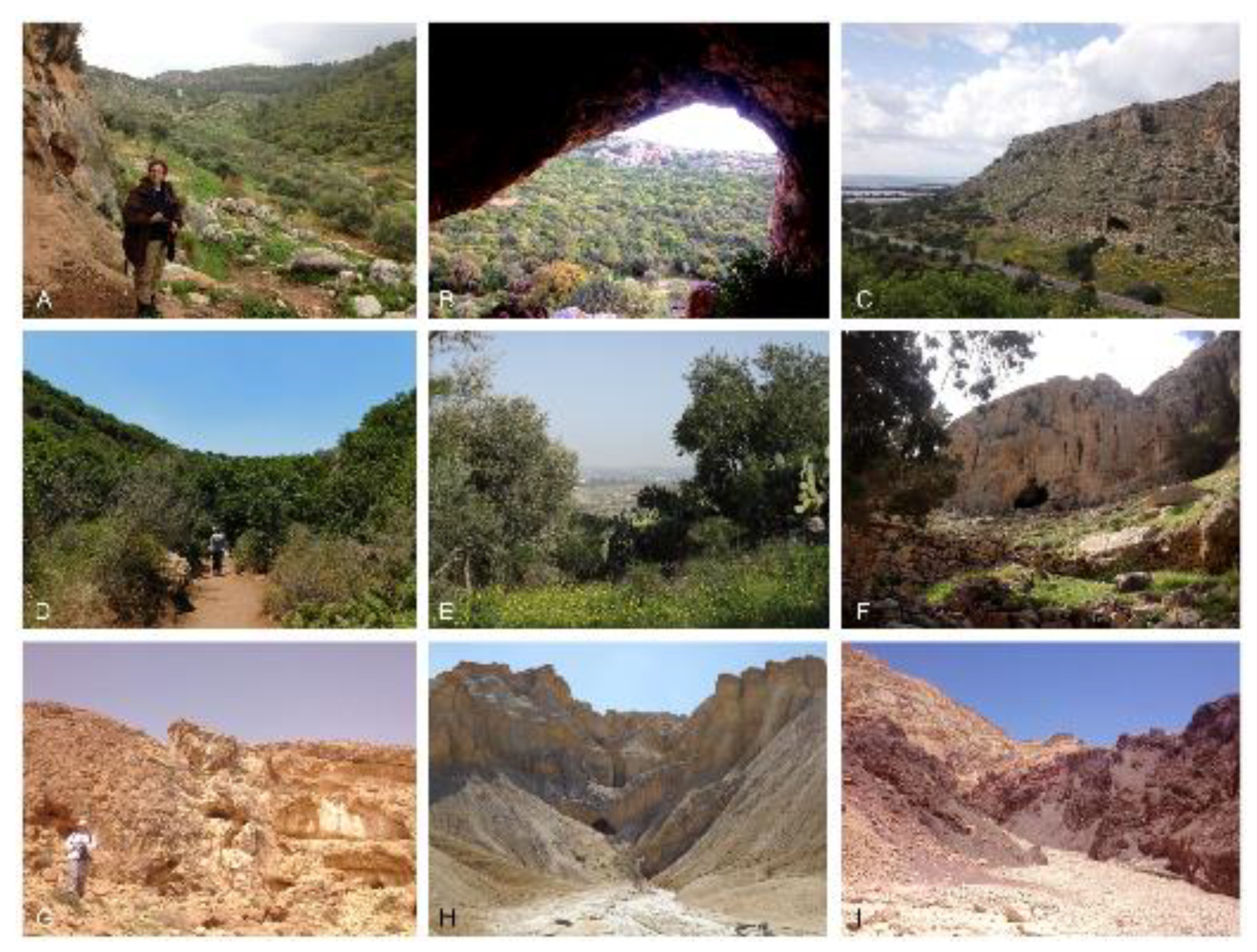 Diversity 13 00179 g002