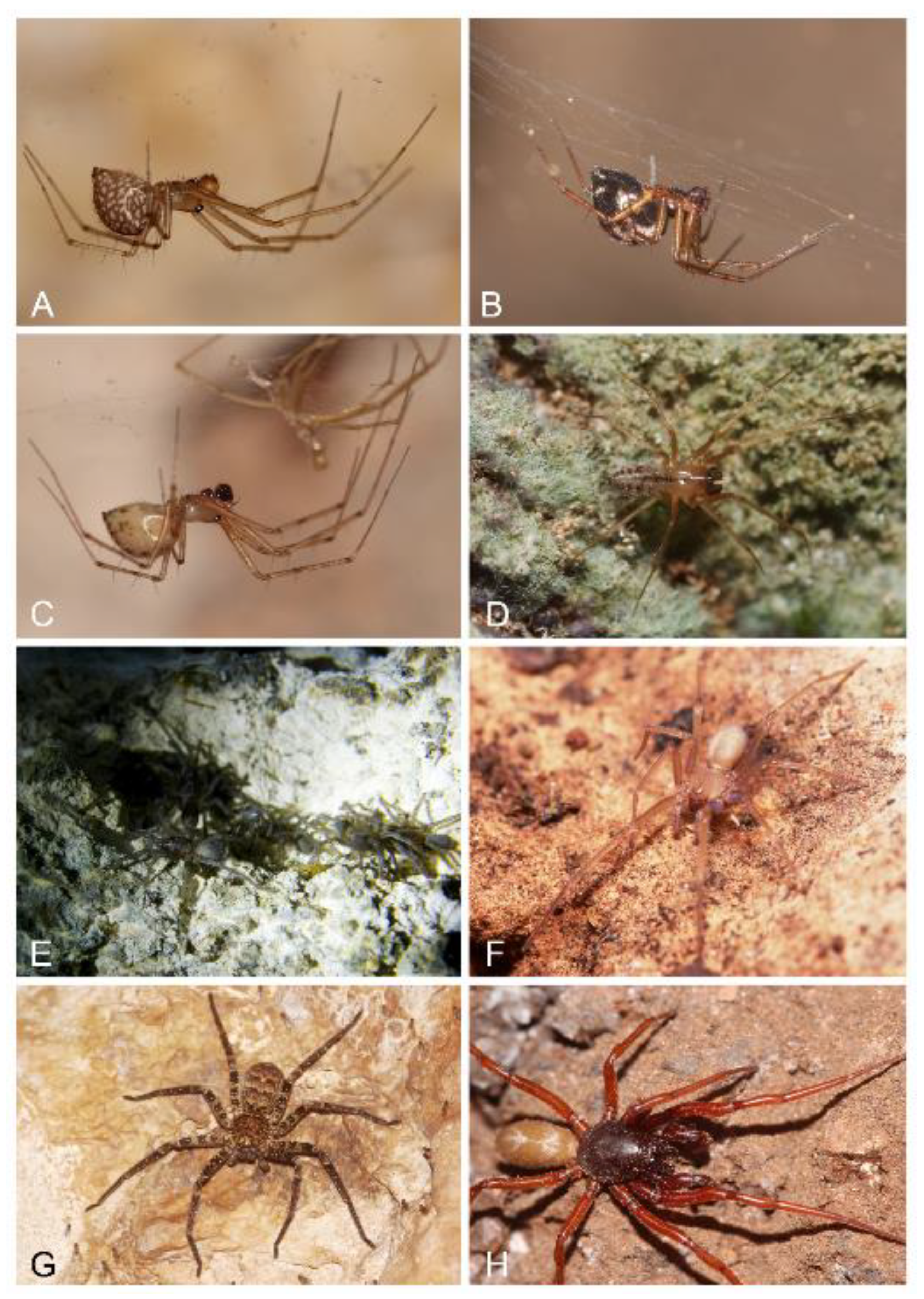 Diversity 13 00179 g009