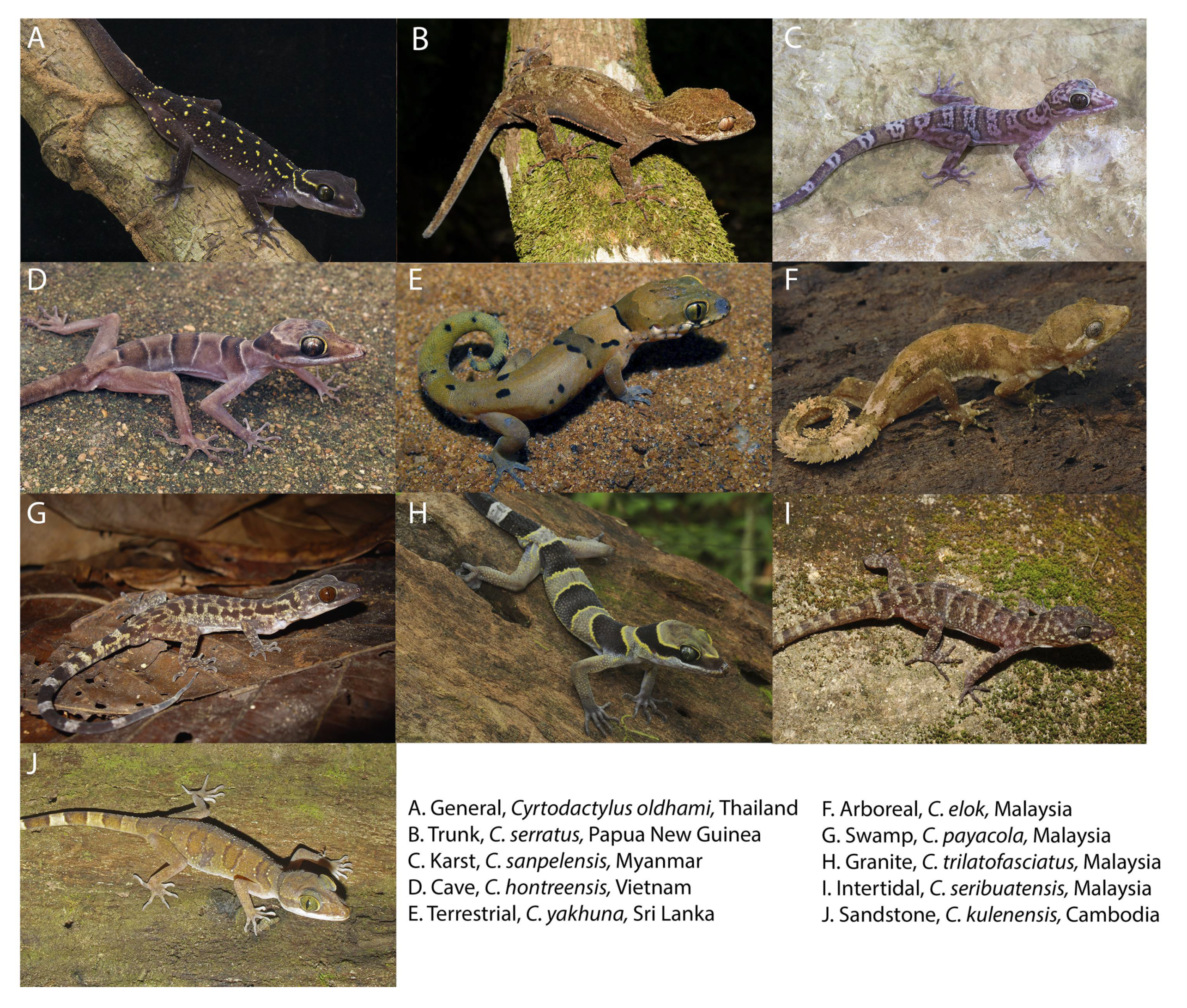 Diversity 13 00183 g004