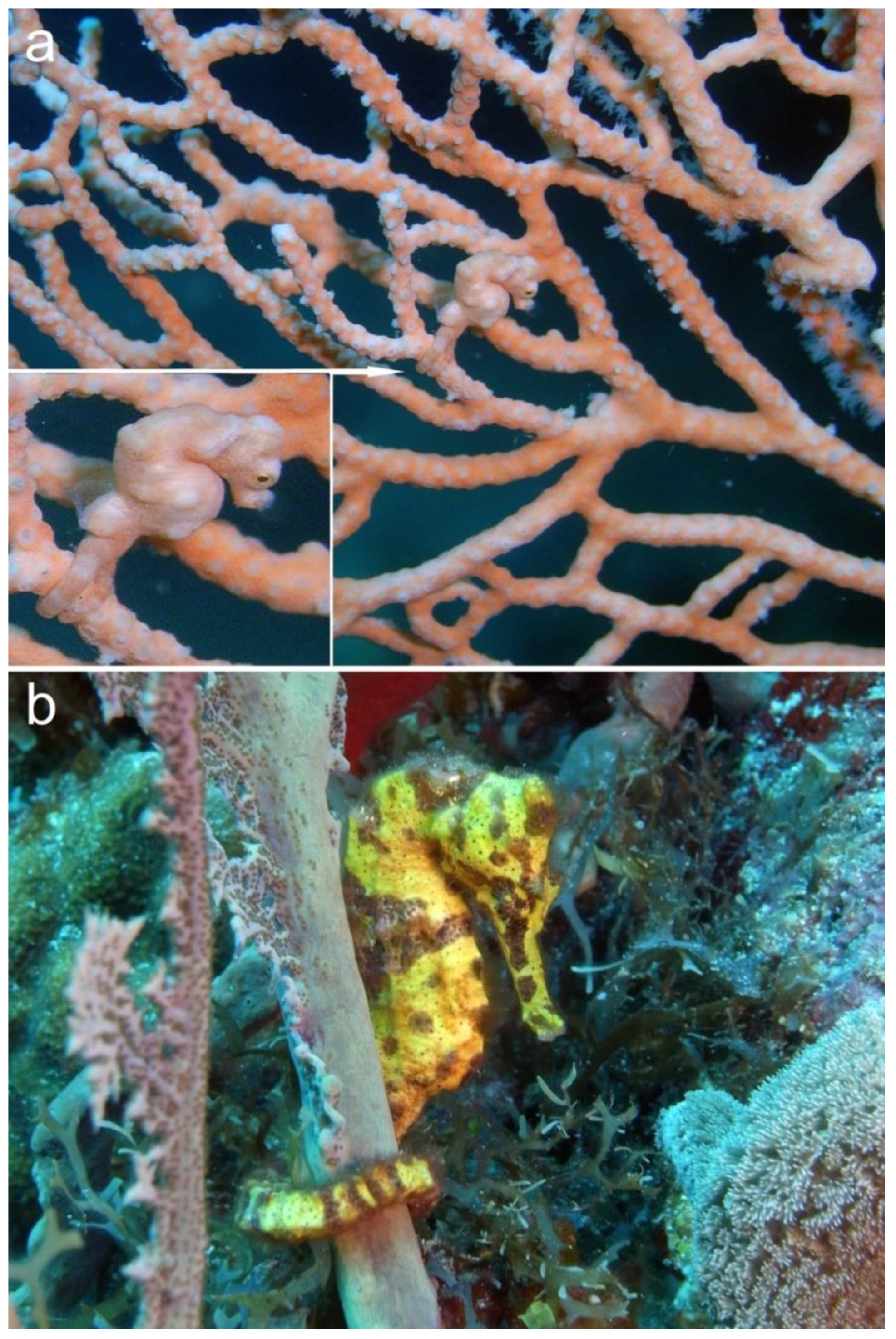 Diversity 13 00187 g003