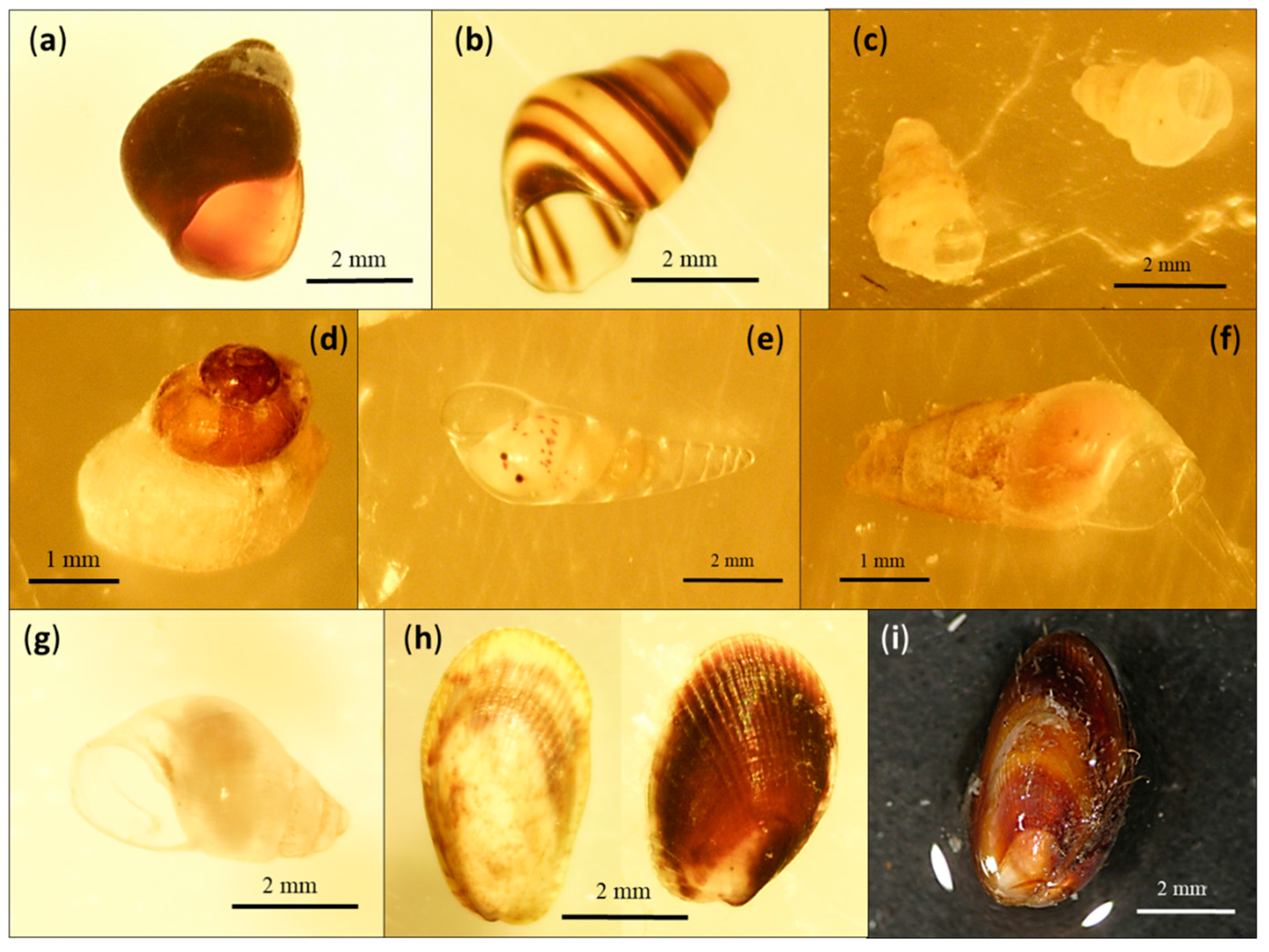 Diversity 13 00196 g002