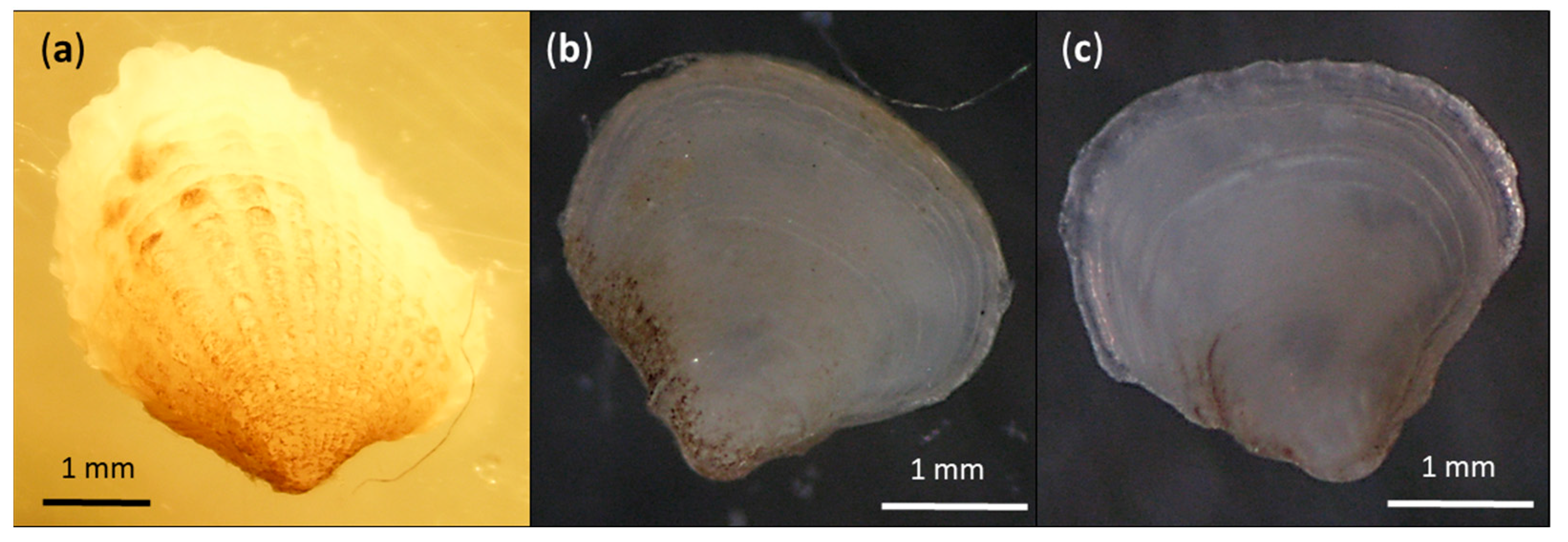 Diversity 13 00196 g003