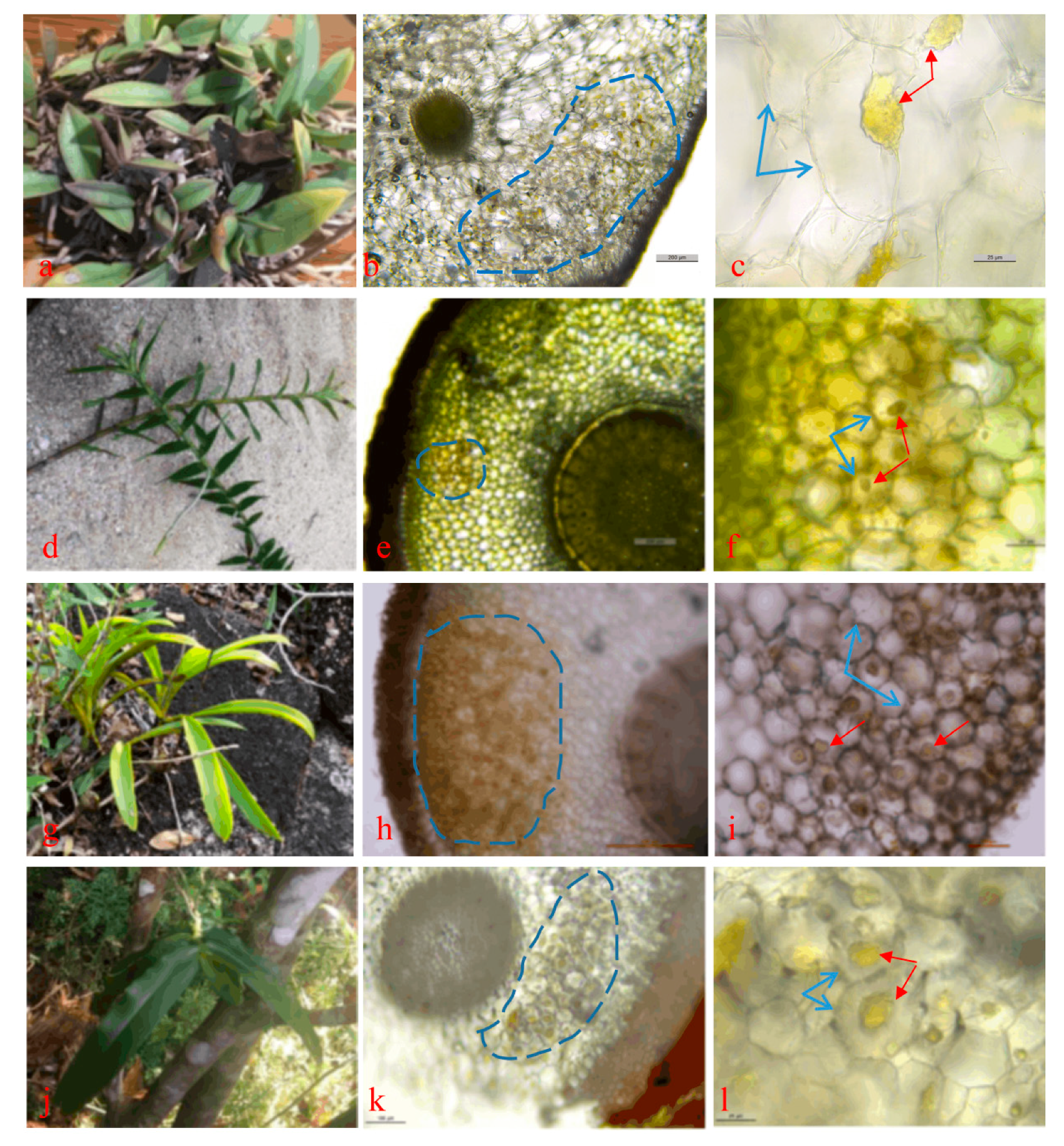 Diversity 13 00197 g001