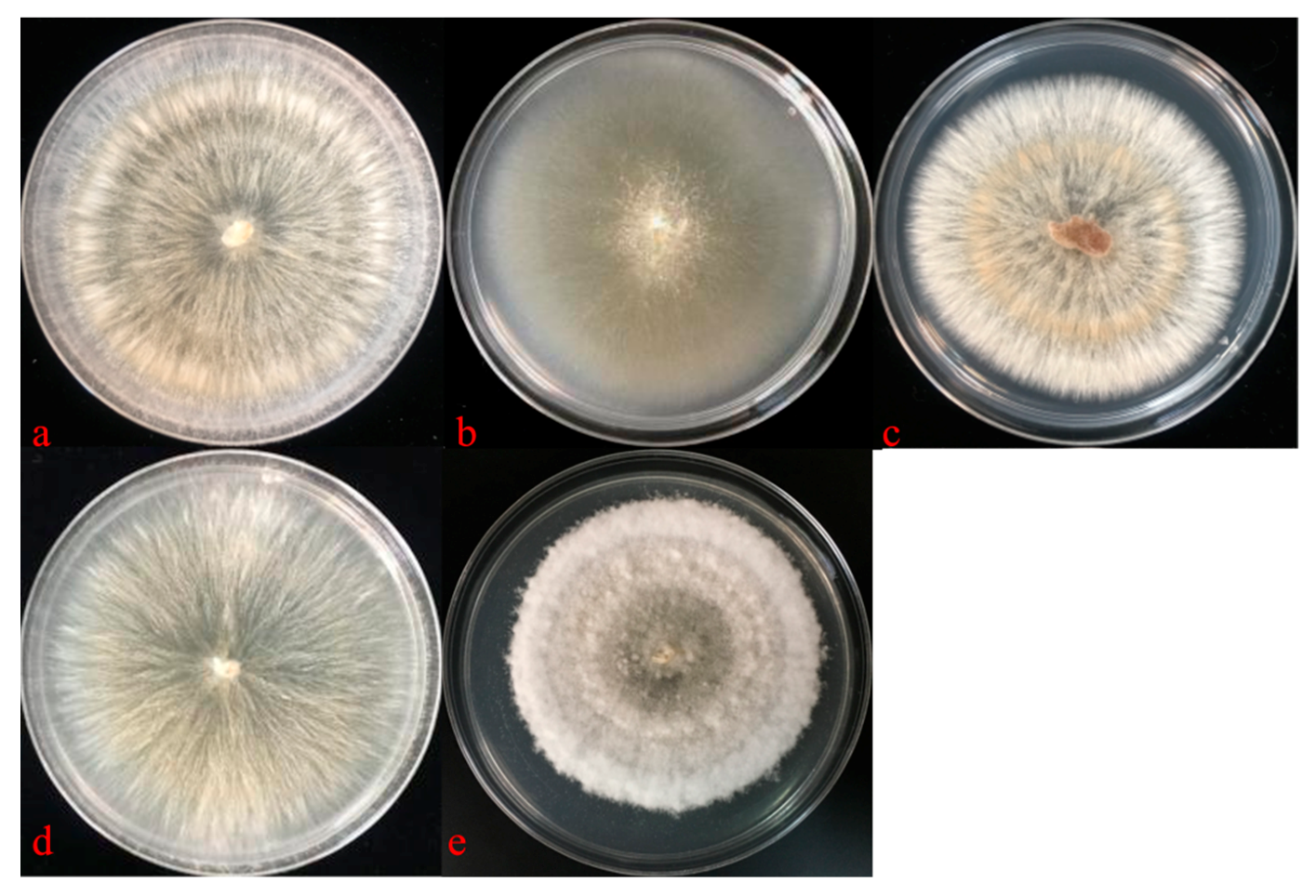 Diversity 13 00197 g005