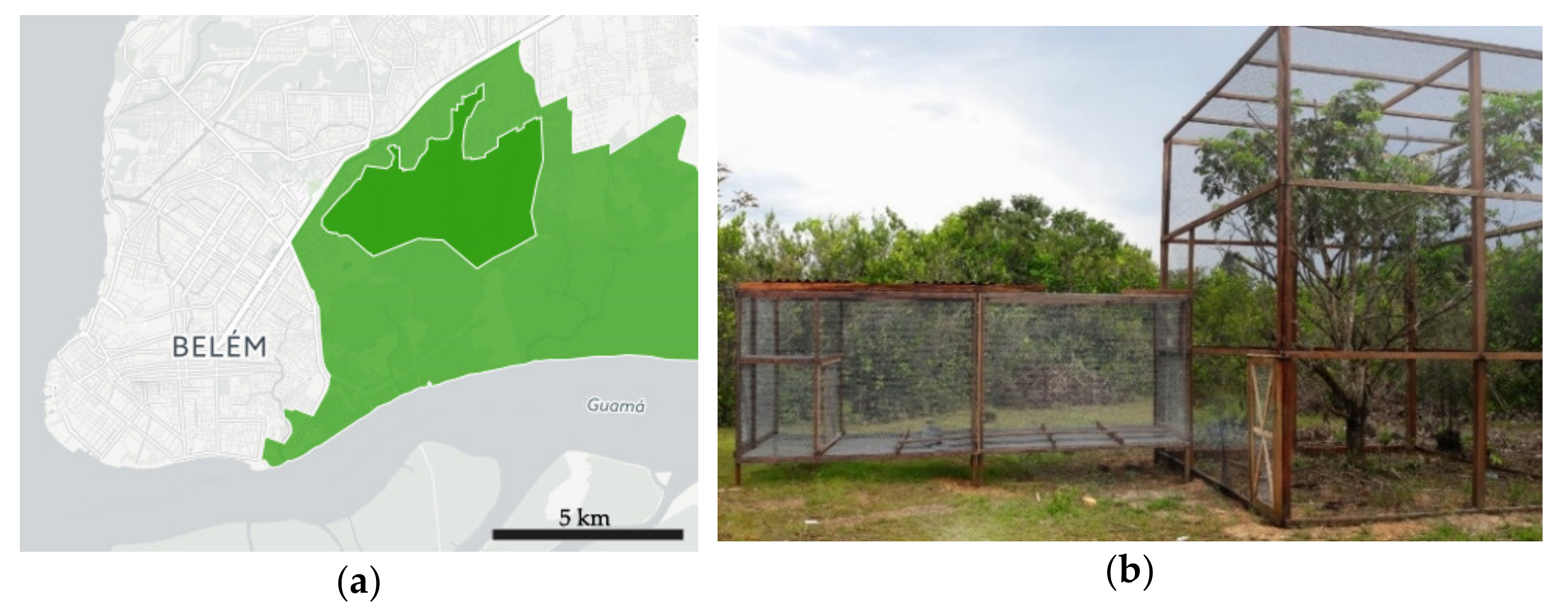 Diversity 13 00198 g001