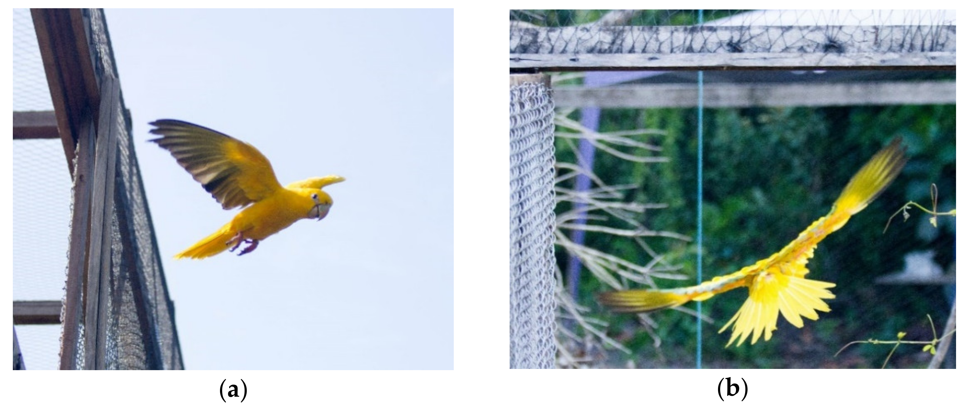 Diversity 13 00198 g002