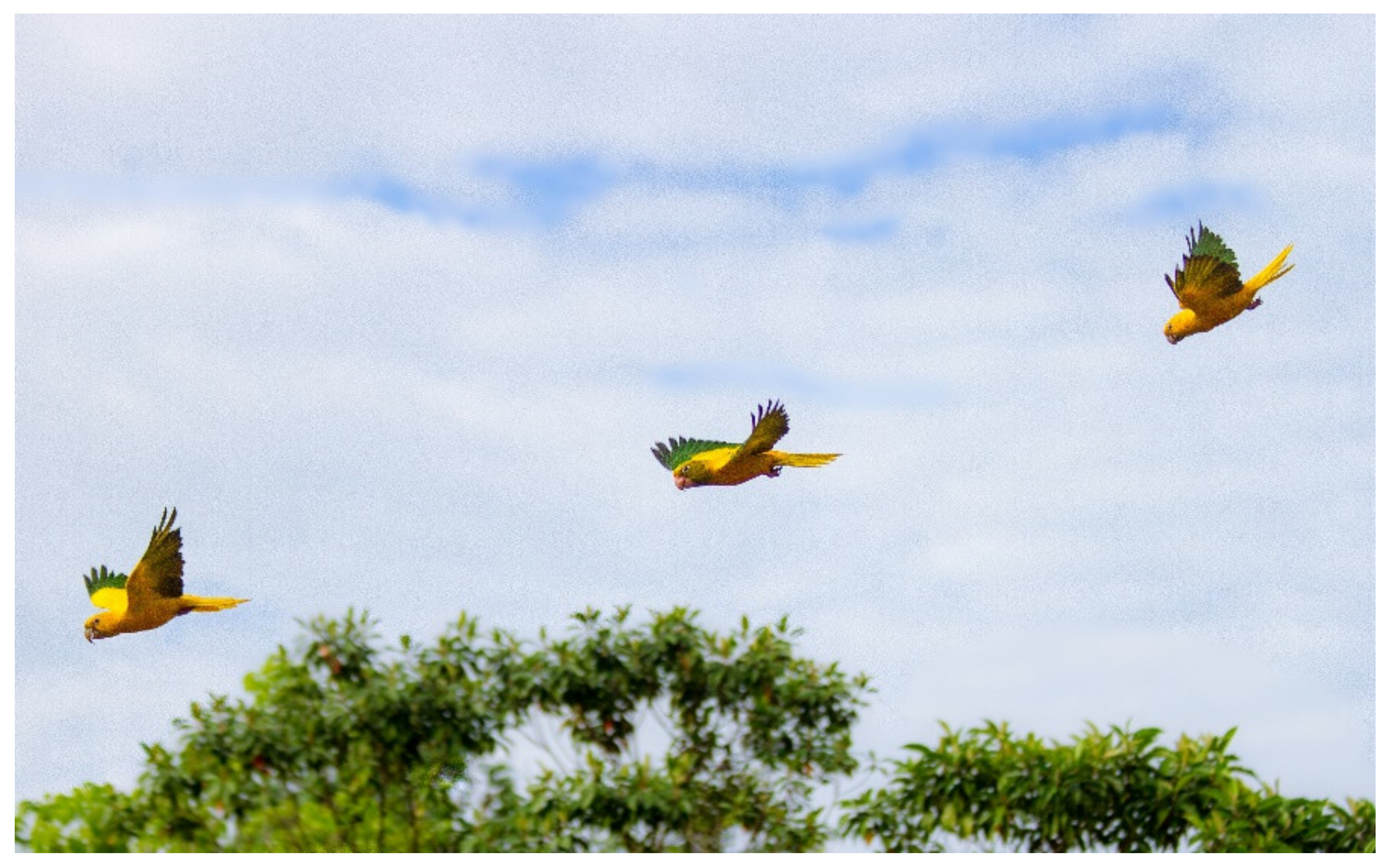 Diversity 13 00198 g004