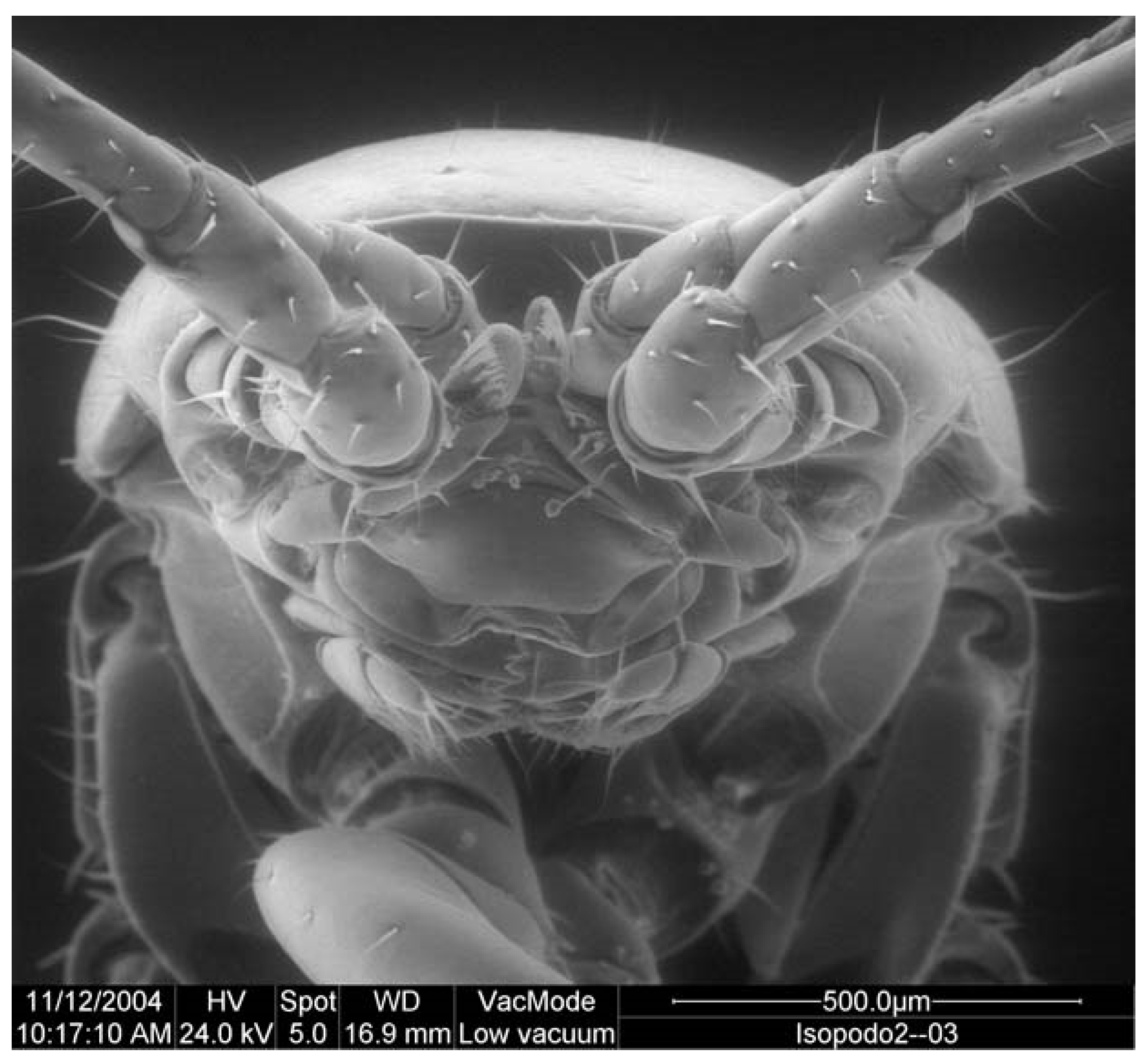 Diversity 13 00199 g001