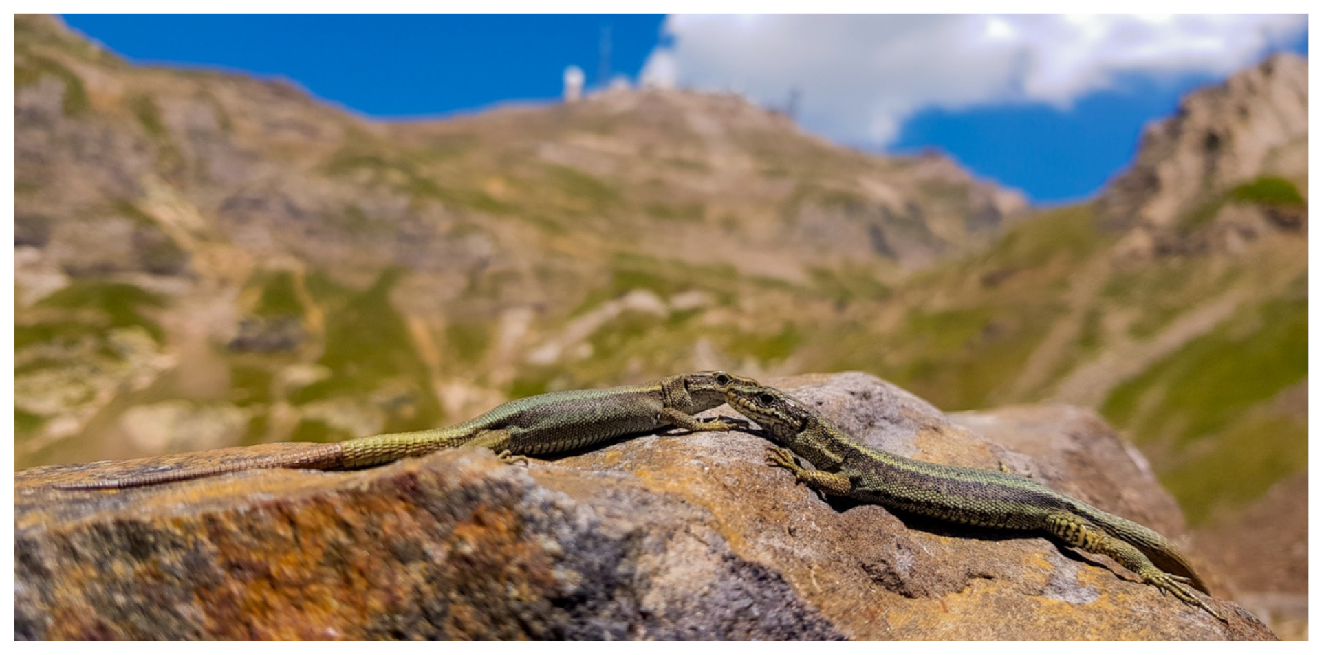 Diversity 13 00200 g001