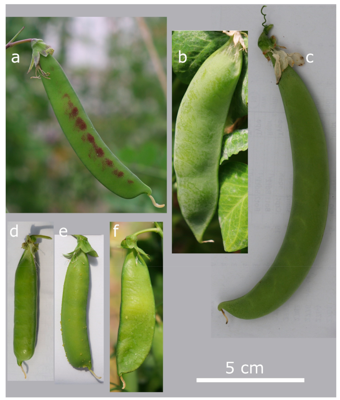 Diversity 13 00203 g001