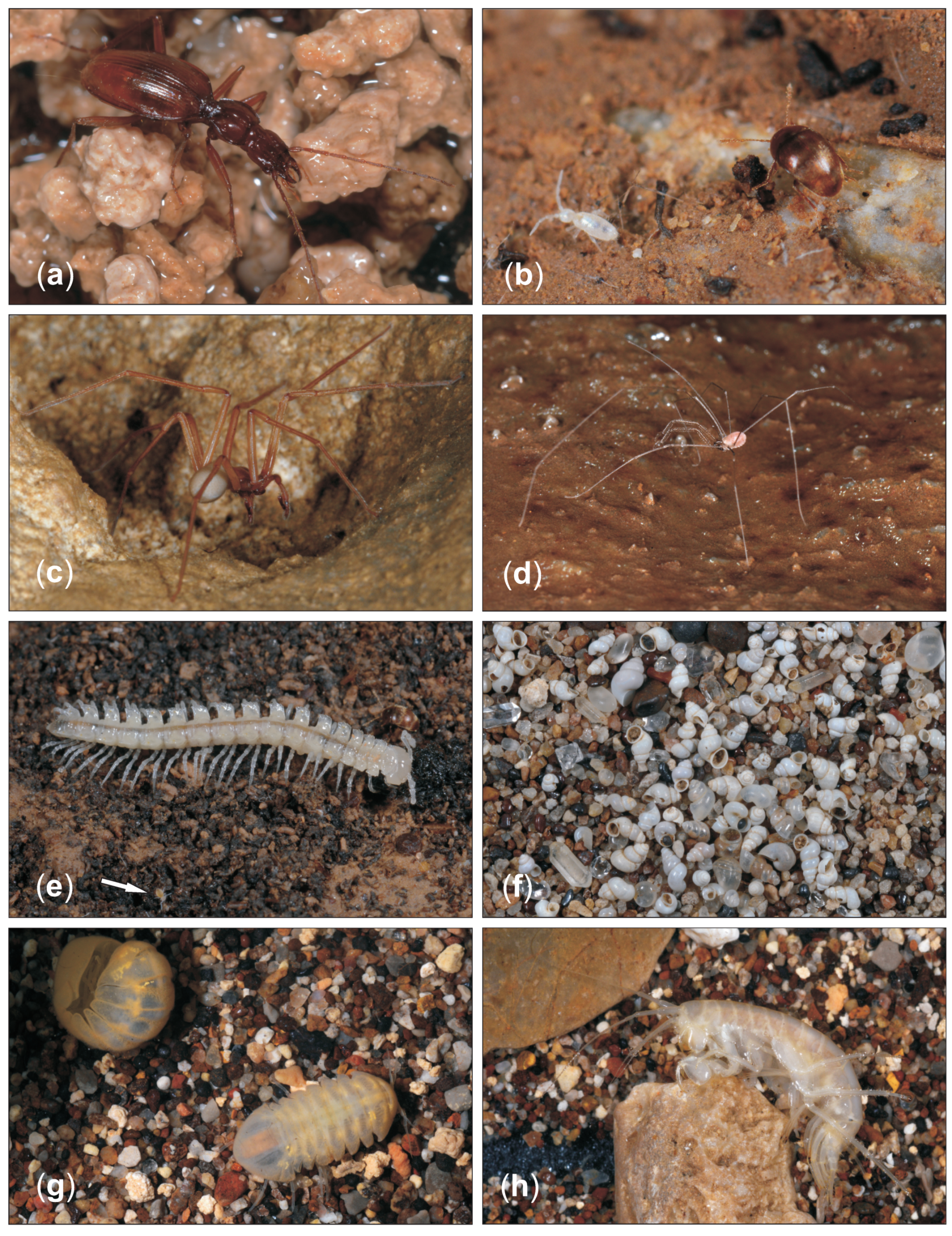 Diversity 13 00210 g003