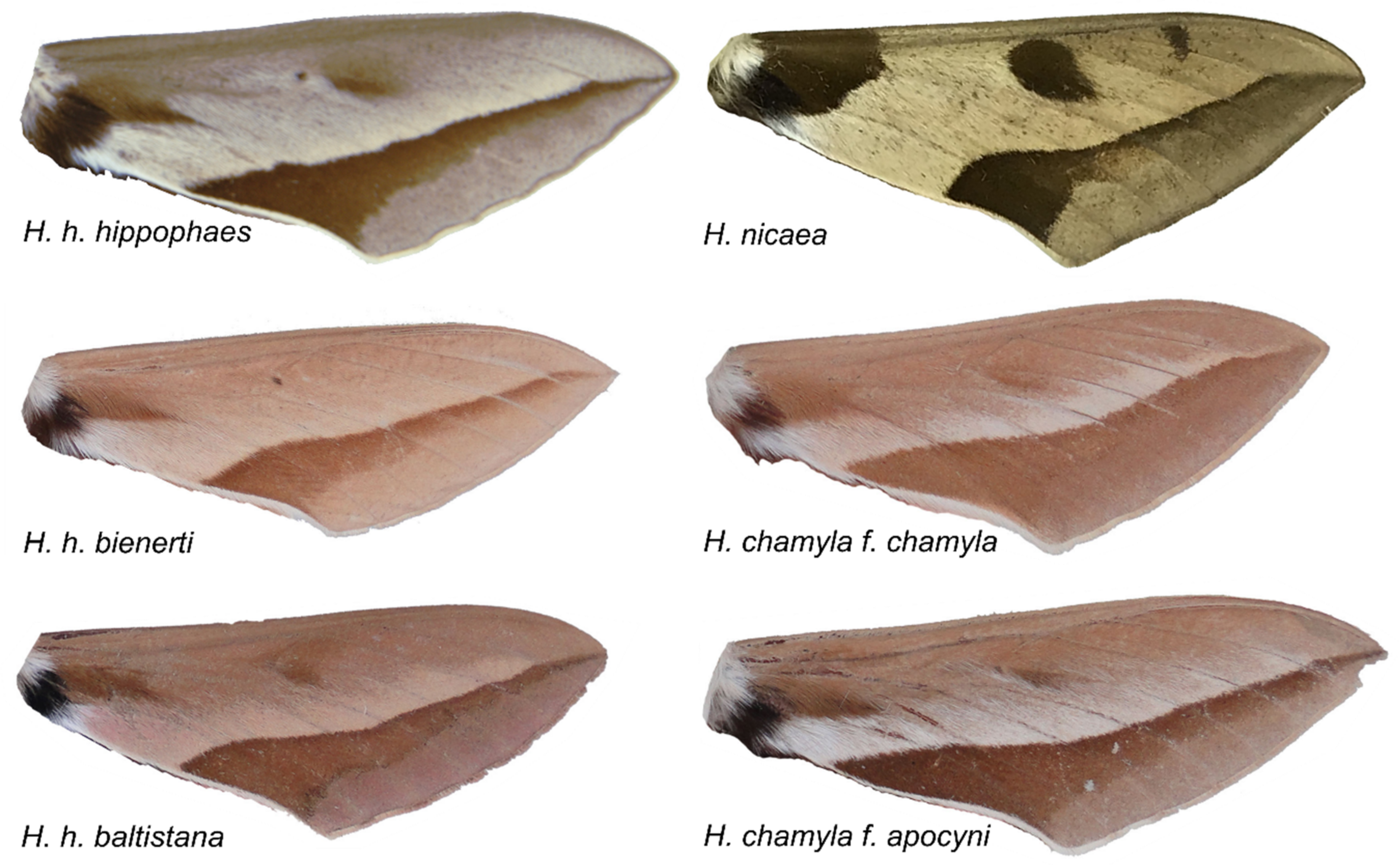 Diversity 13 00213 g001