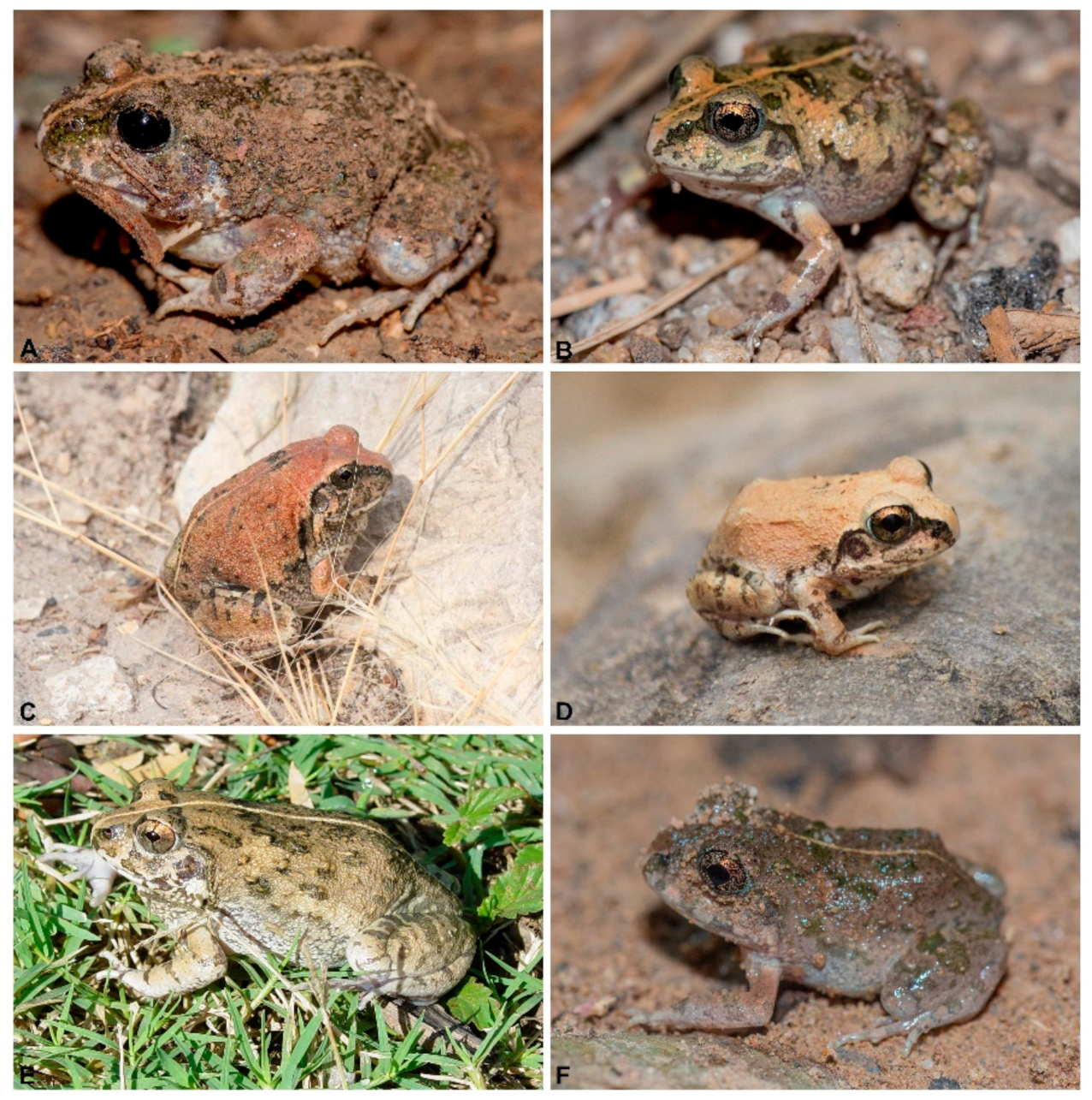 Diversity 13 00216 g001