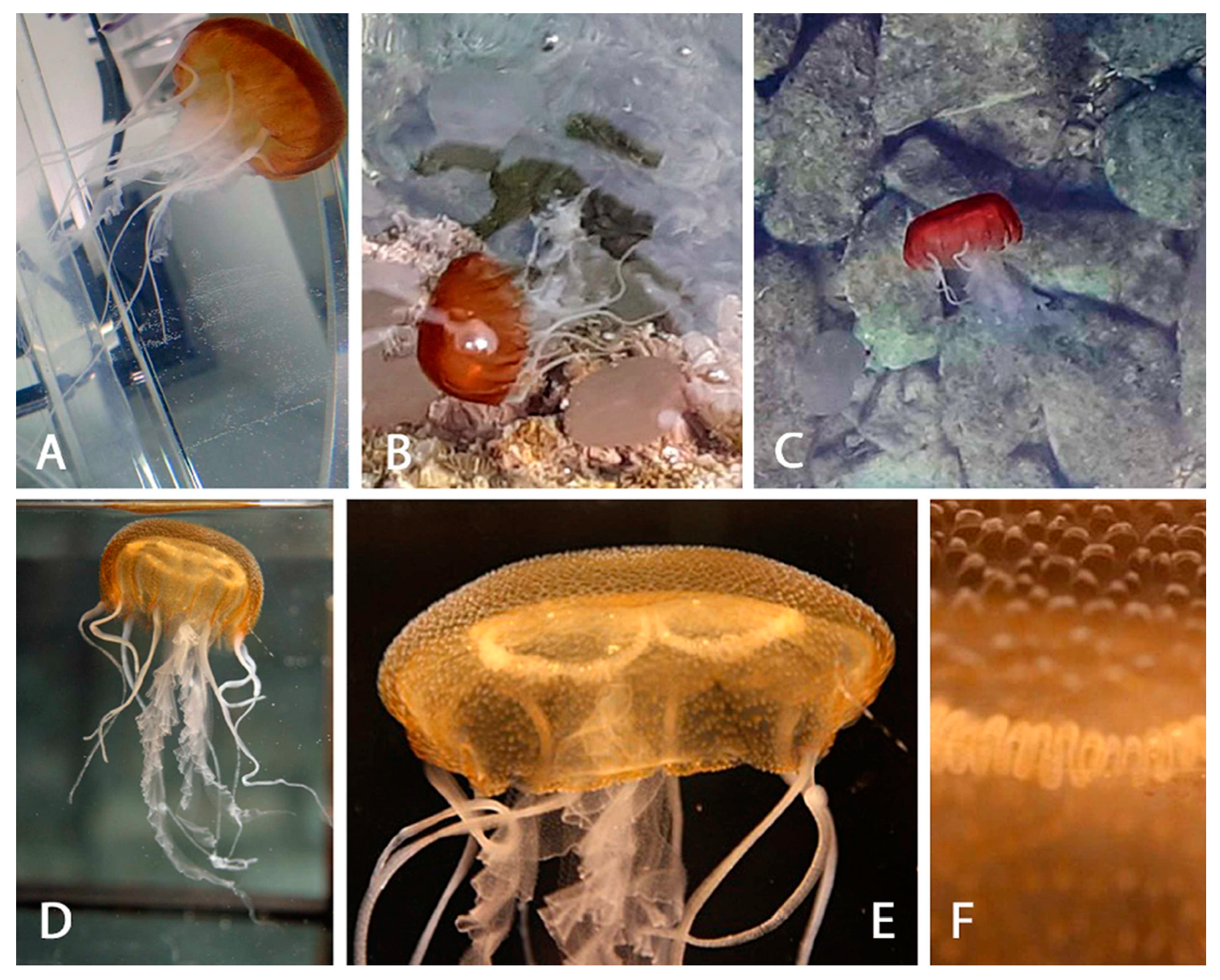 Diversity 13 00222 g001