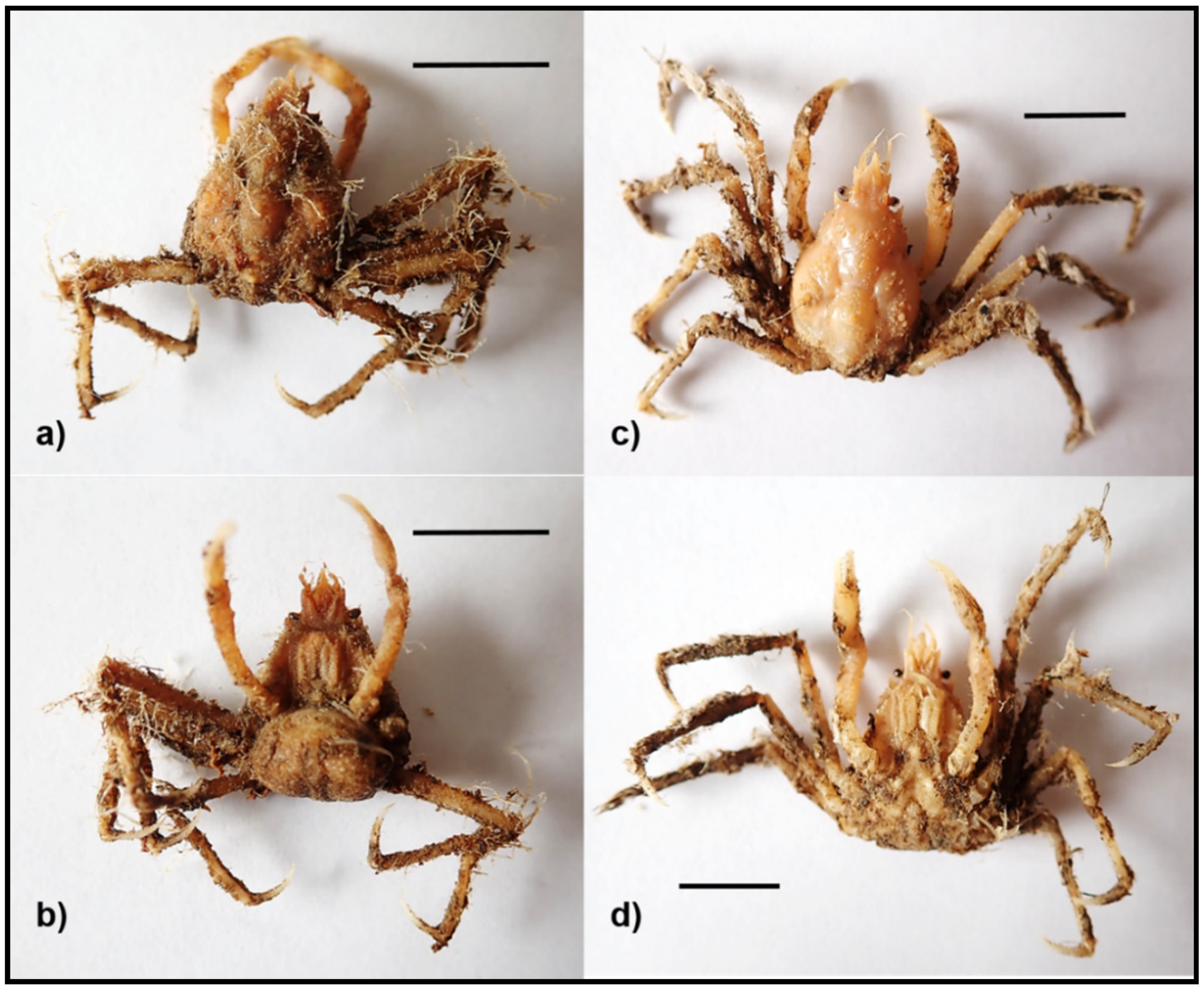 Diversity 13 00225 g002