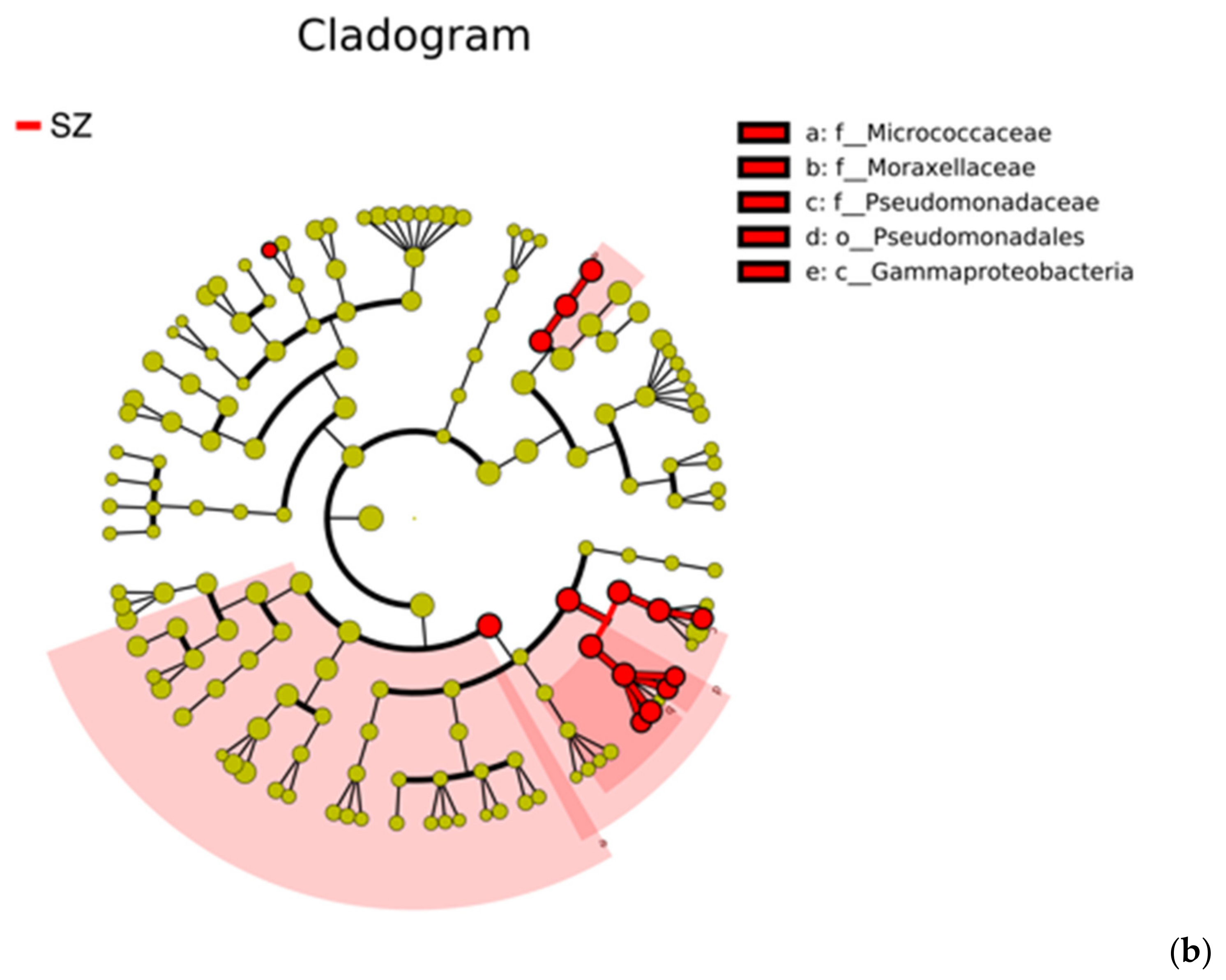 Diversity 13 00230 g008b