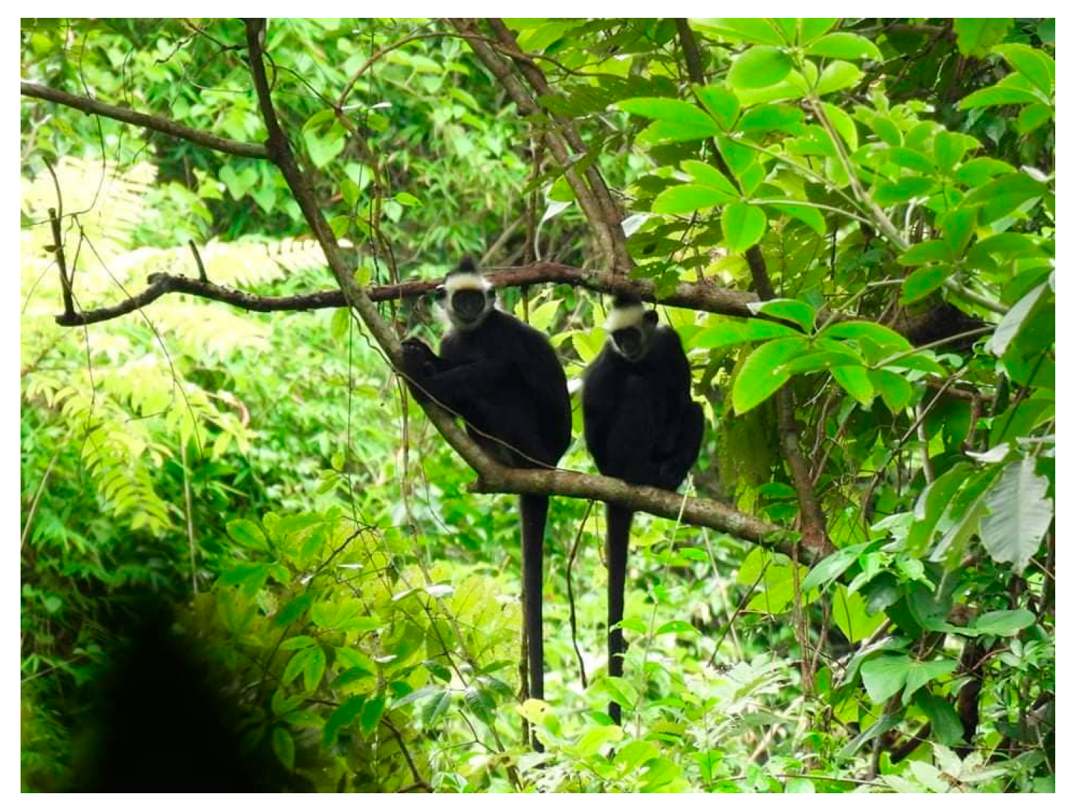 Diversity 13 00231 g001