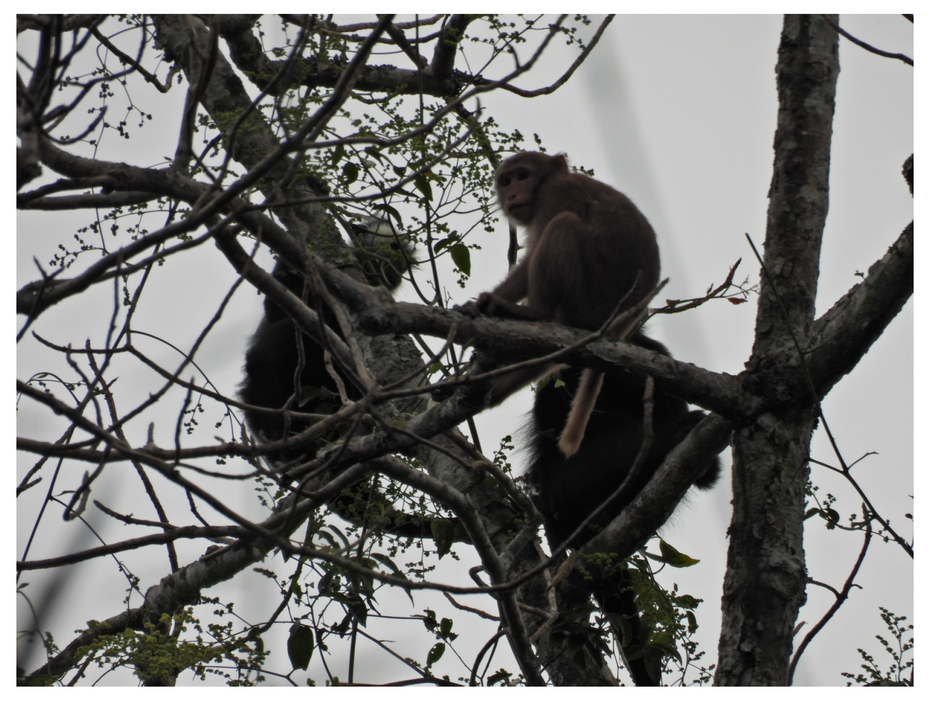 Diversity 13 00231 g004