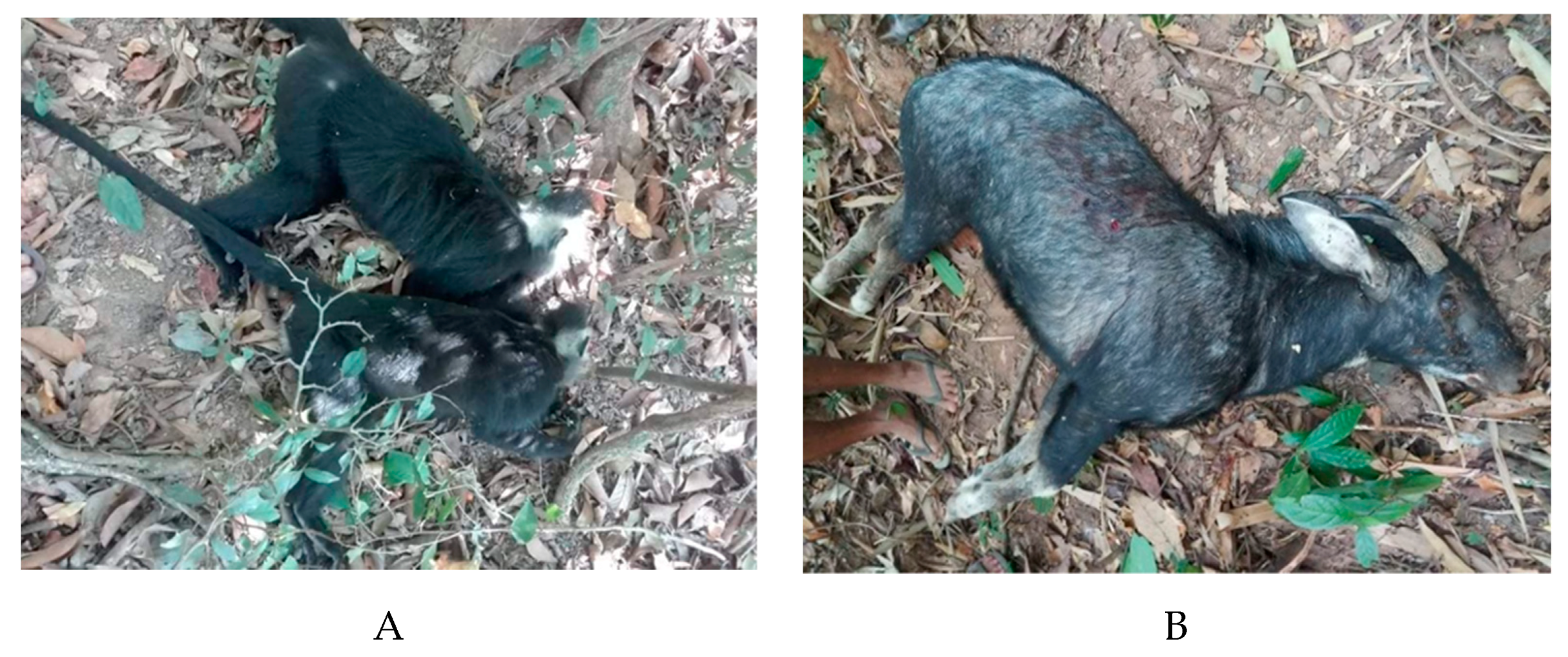 Diversity 13 00231 g005