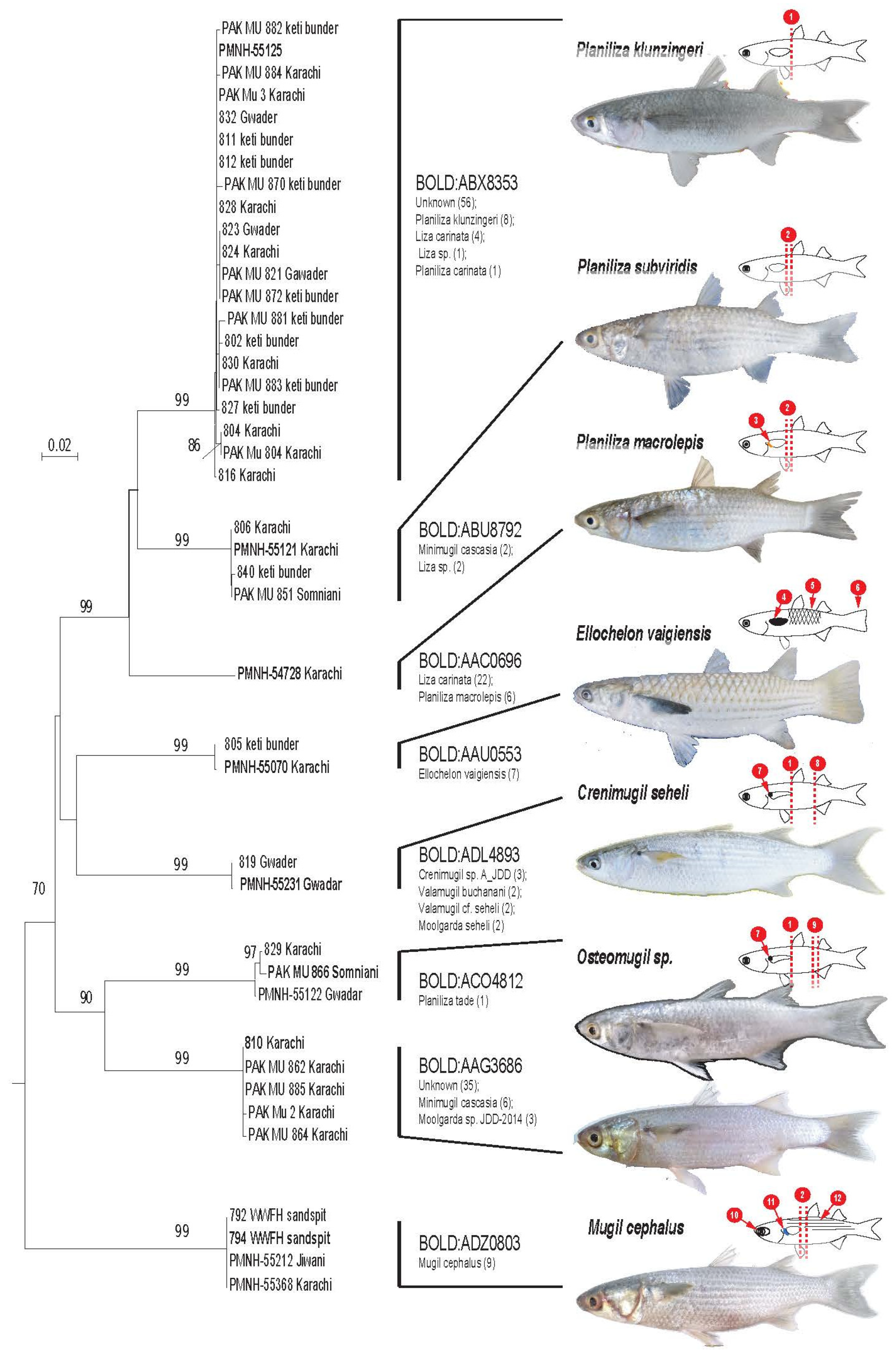 Diversity 13 00232 g002