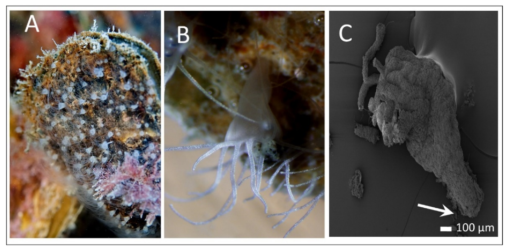 Diversity 13 00244 g001