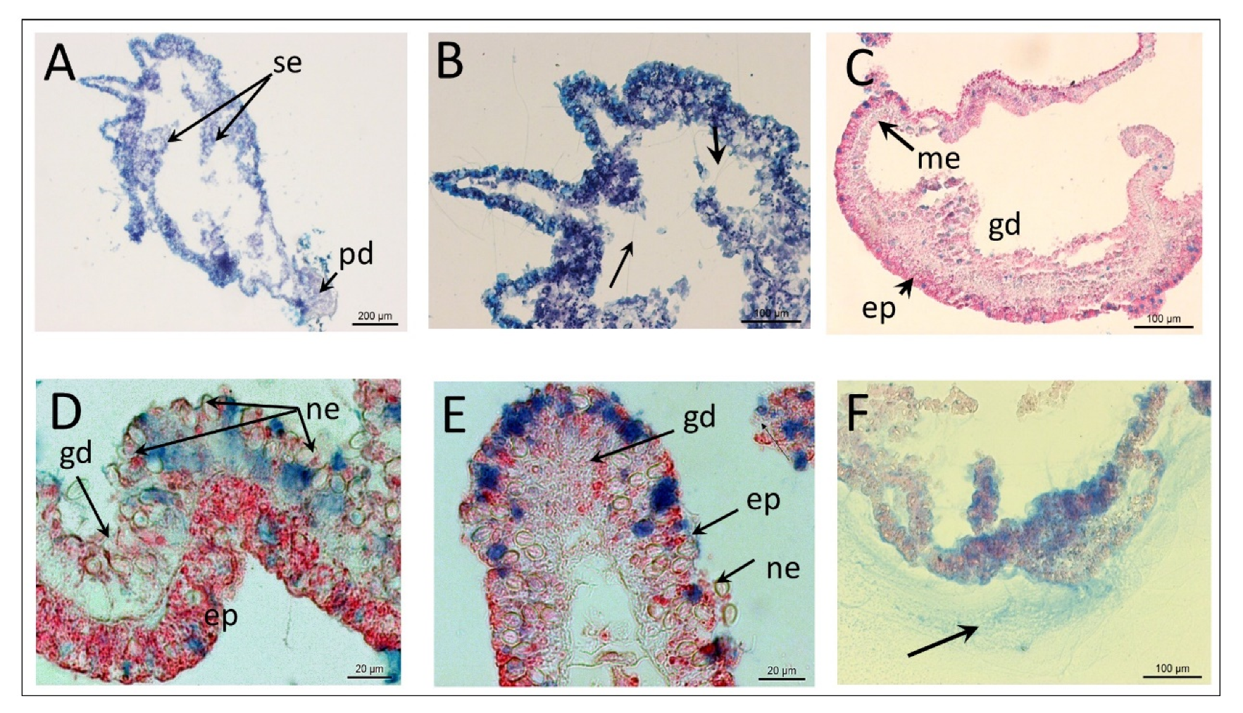 Diversity 13 00244 g002