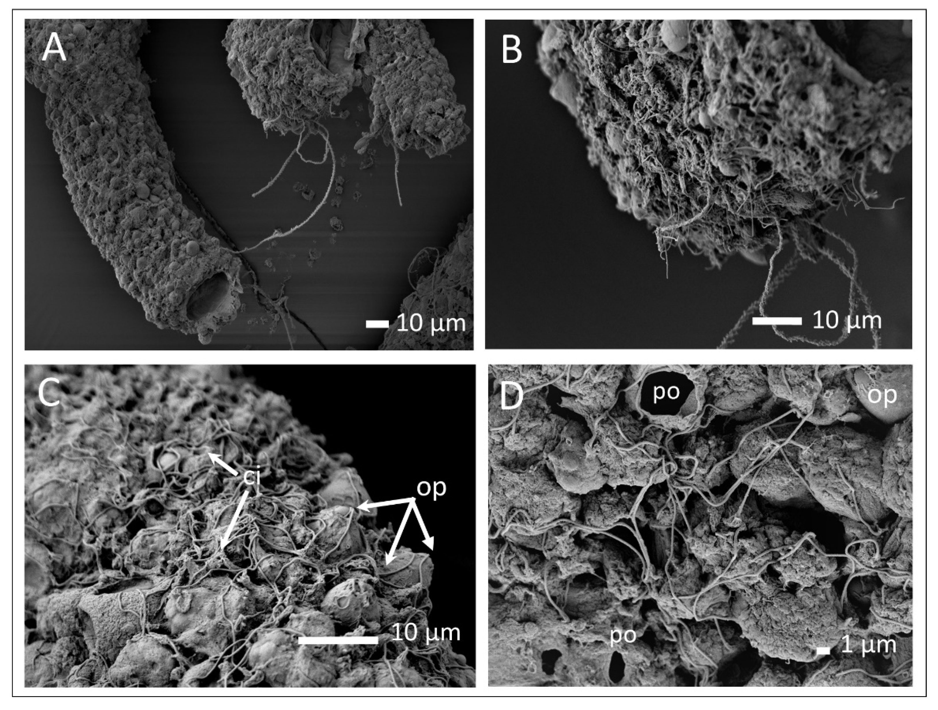 Diversity 13 00244 g003