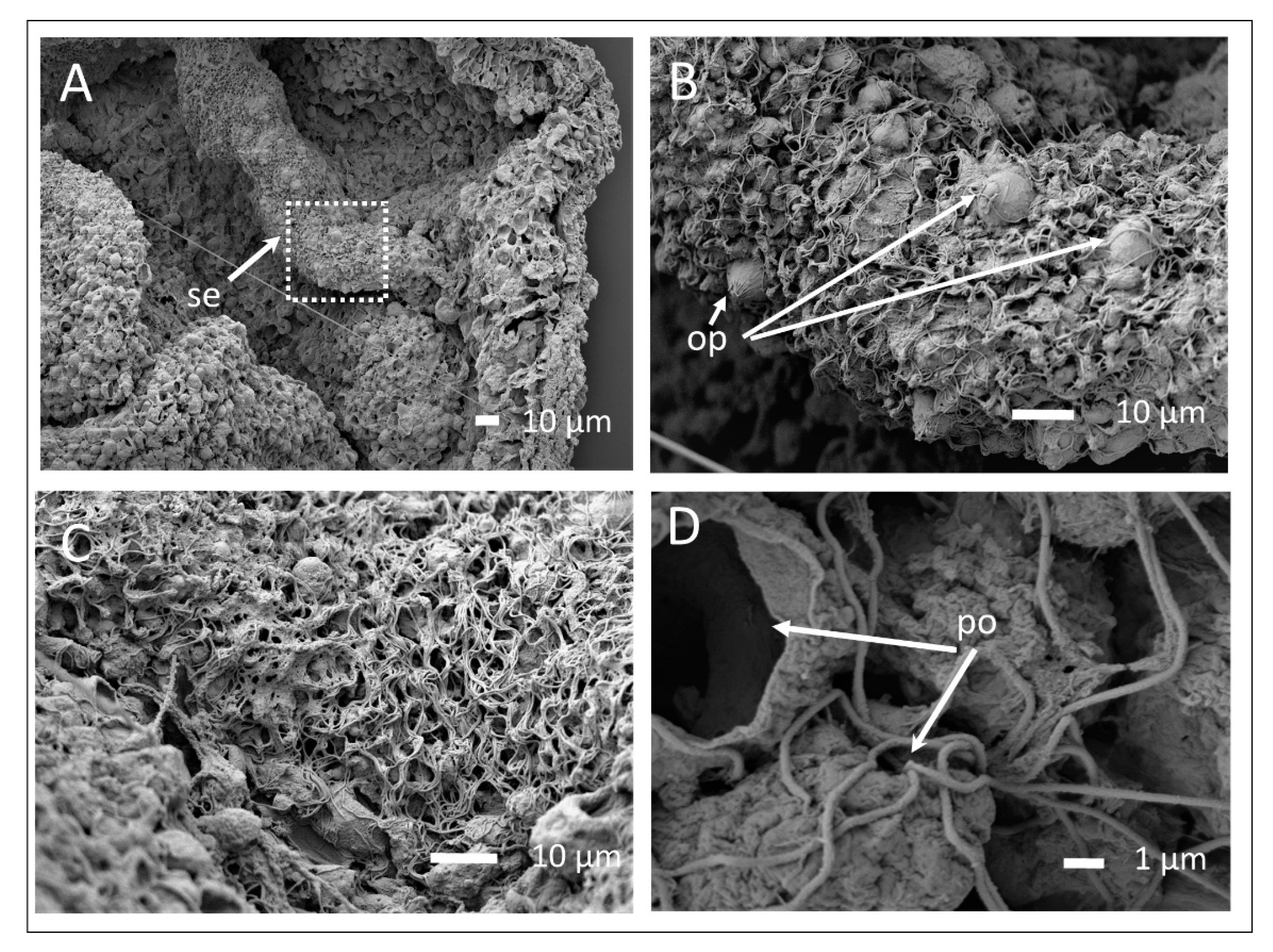 Diversity 13 00244 g004