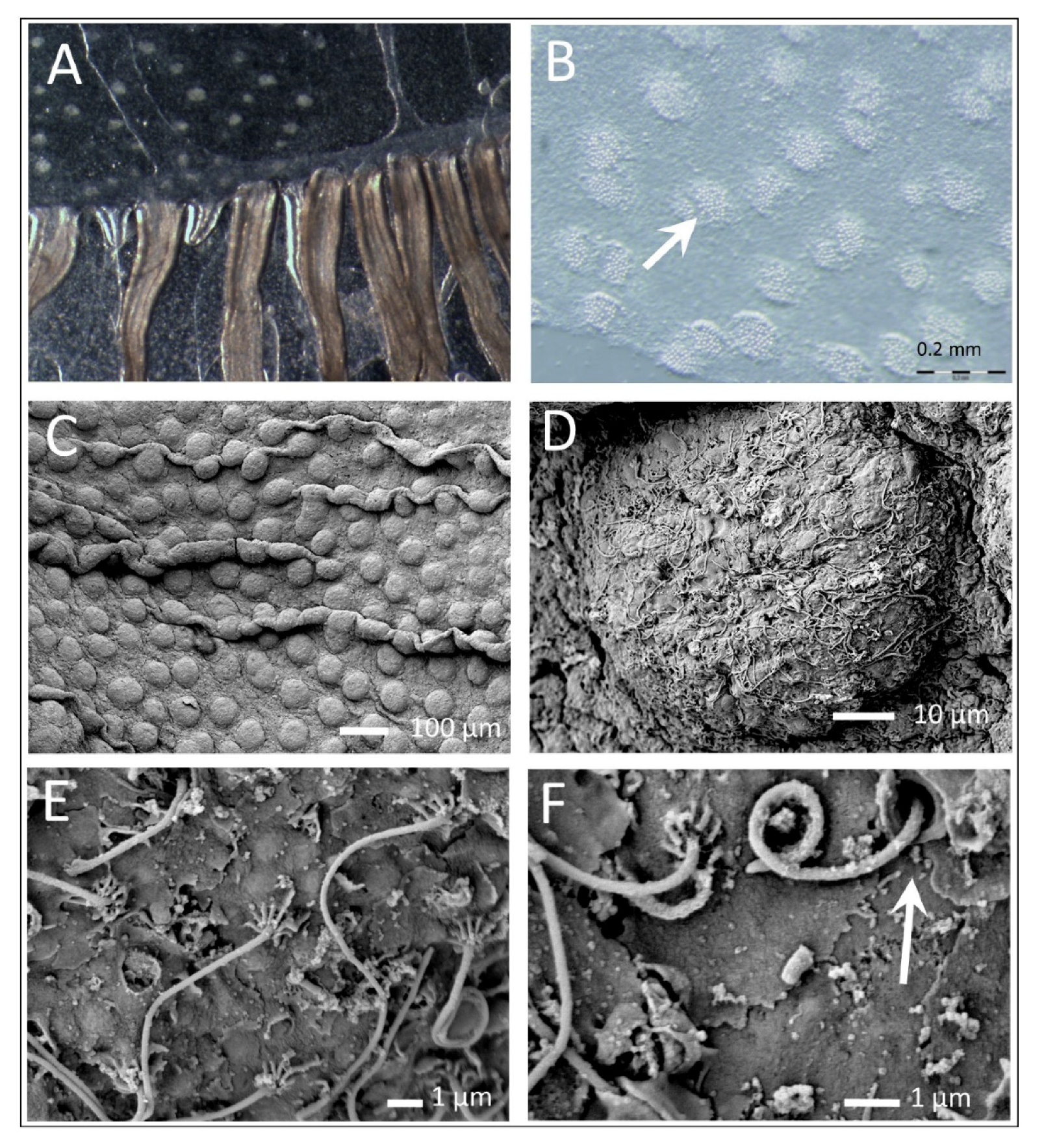 Diversity 13 00244 g005